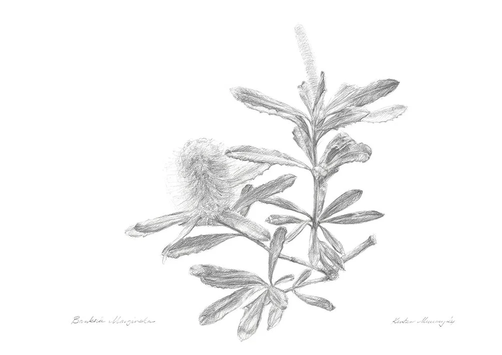 Silver Banksia_WebFile NoWM.jpg