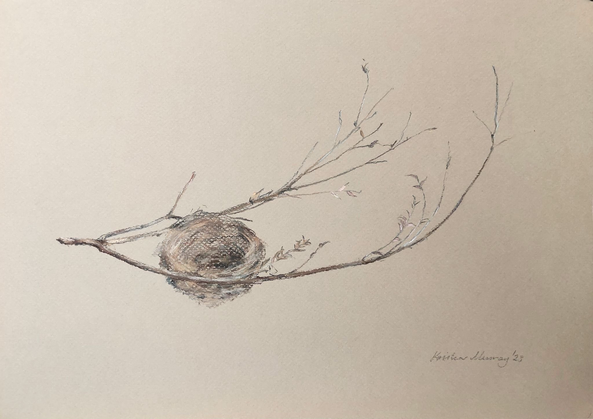 Bird nest, small on branch 2023_Pastel_A3_LS 293KB WF-M-NWM.jpg