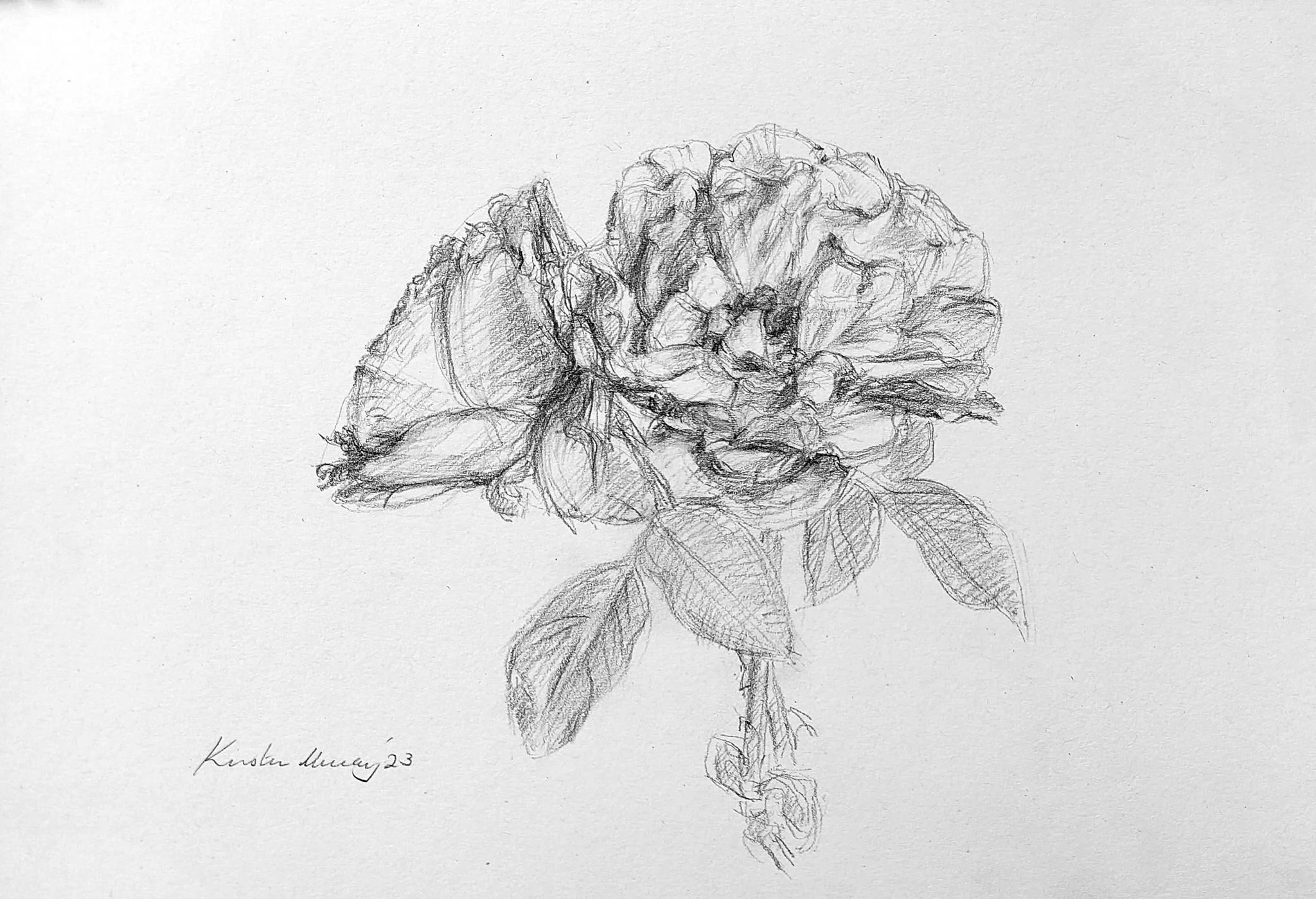 Leah's apricot roses 2023_Graphite_A4_LS 490KB WF-M-NWM.jpg