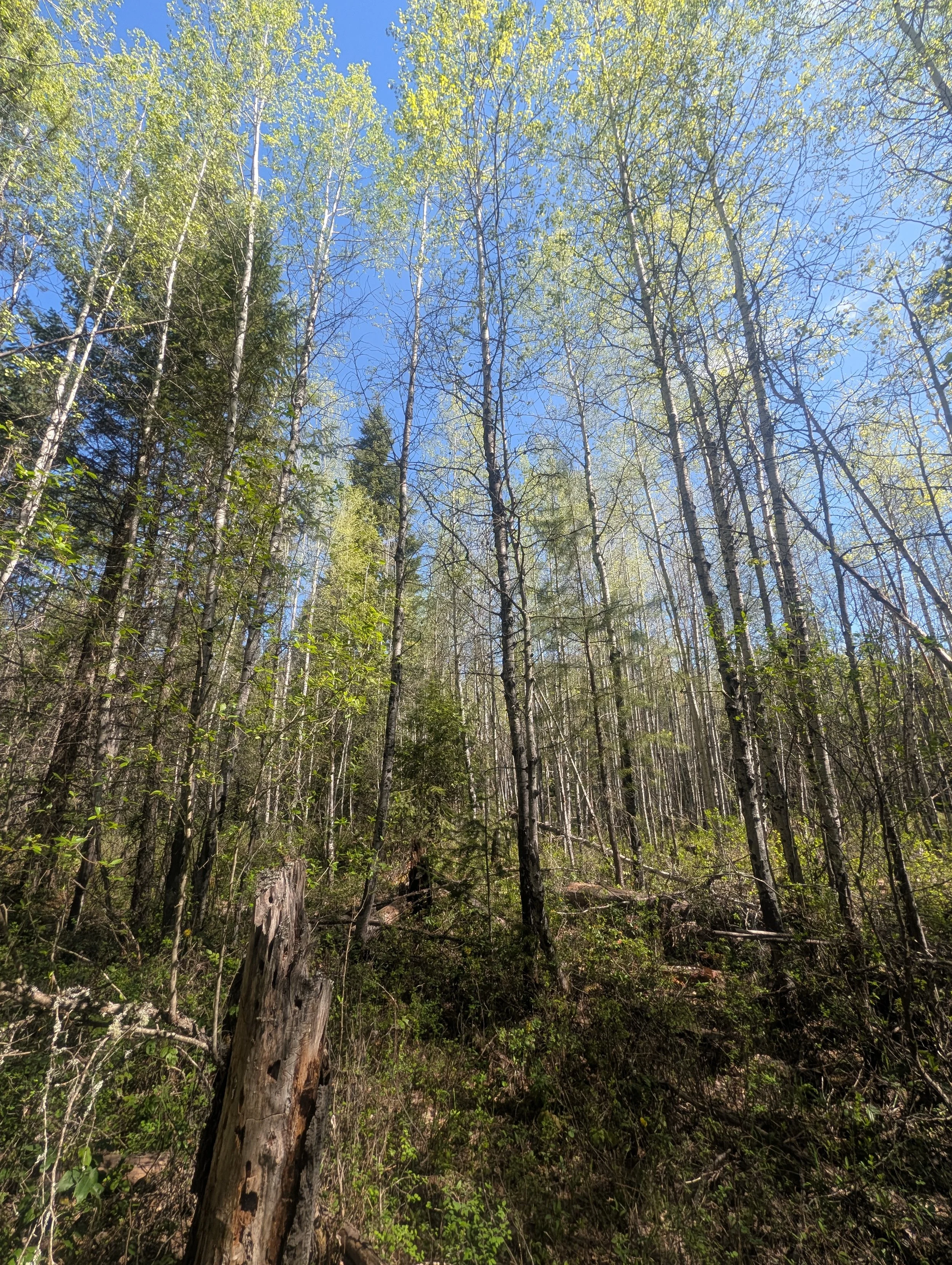 Quaking Aspen: The Inland Empire’s Hidden Gold