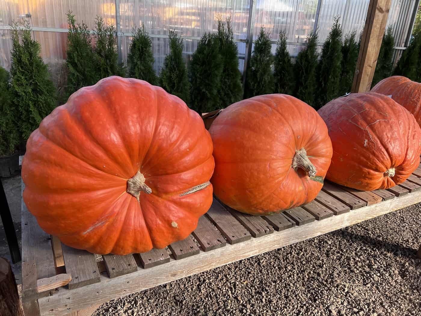 Big Max Pumpkin