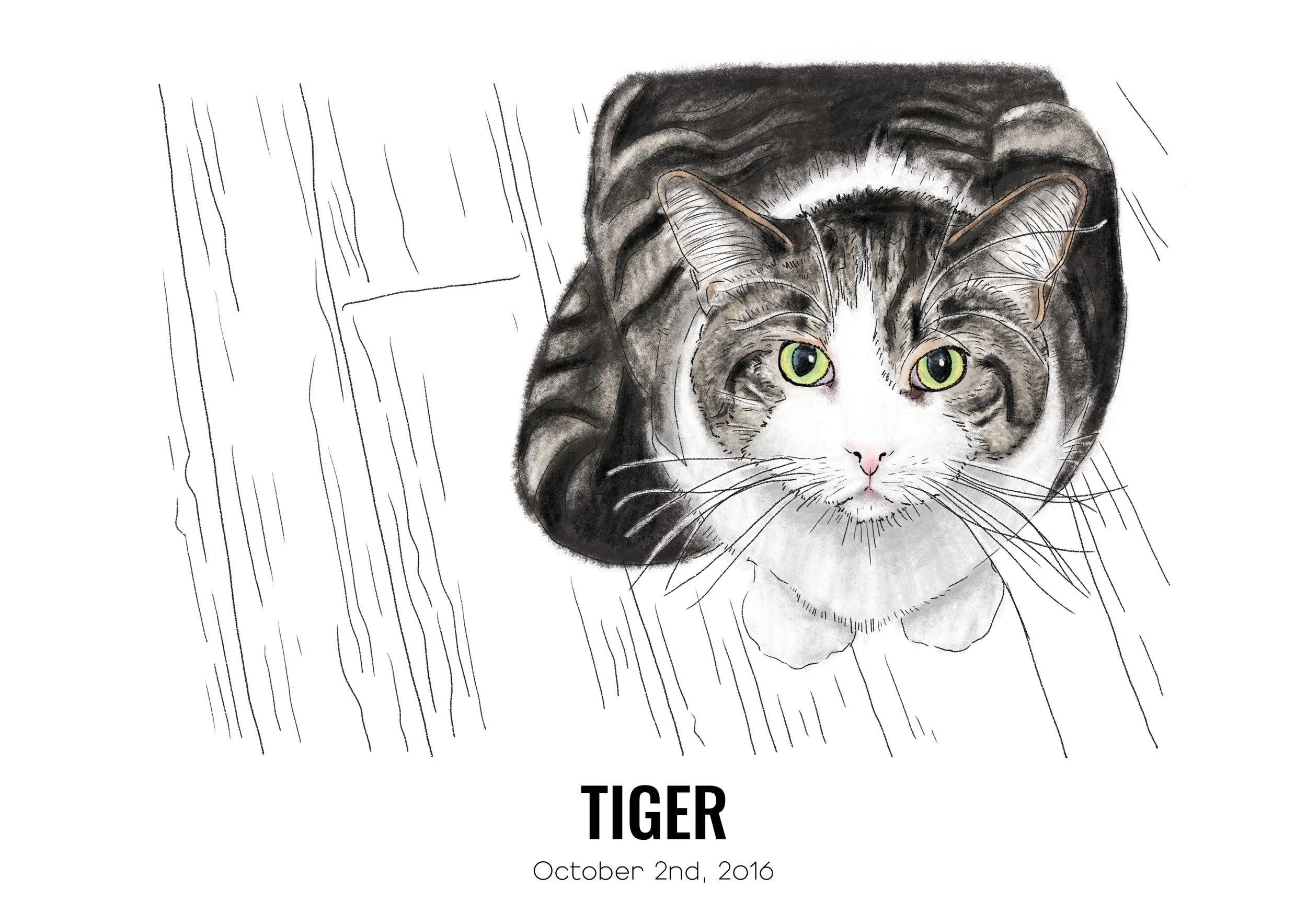 tiger3.jpg