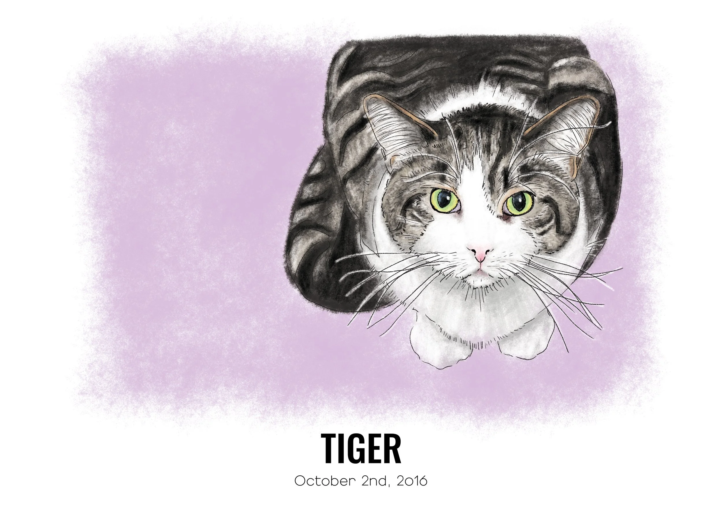 tiger2.jpg