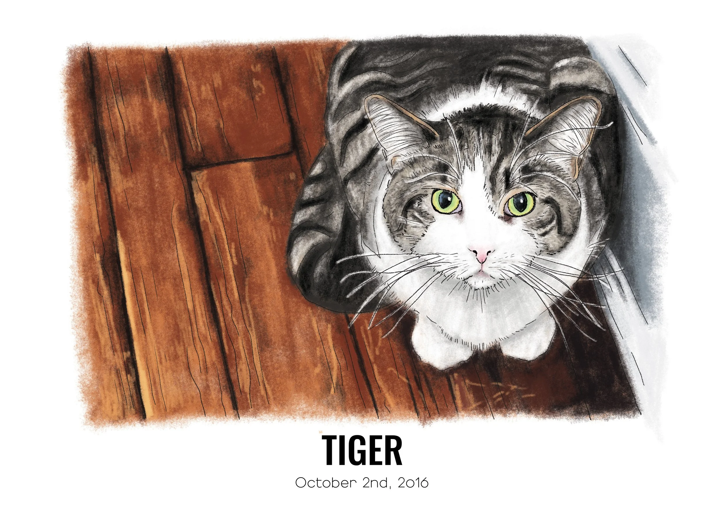 tiger4.jpg
