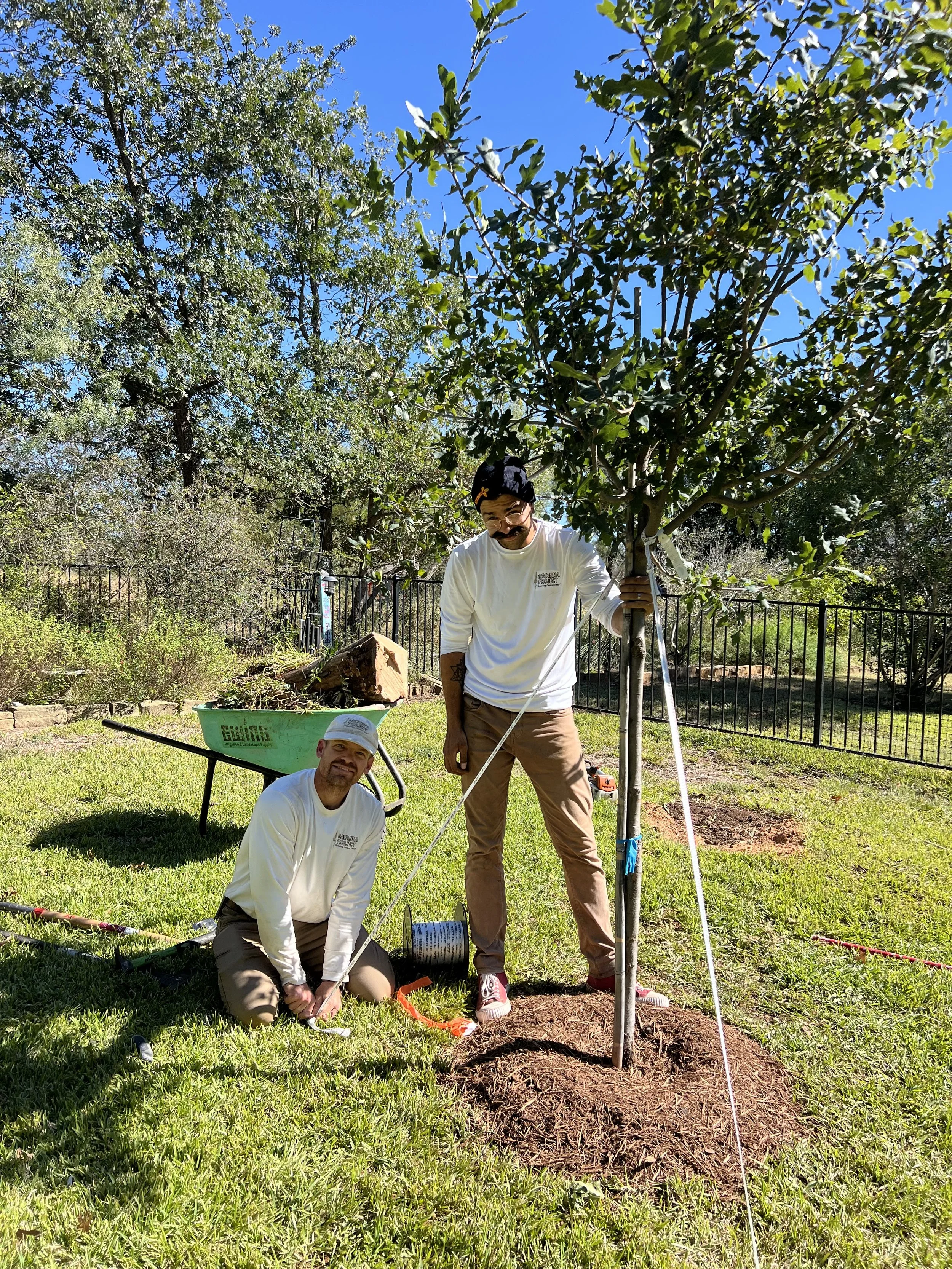 Planting a Native Texas Tree