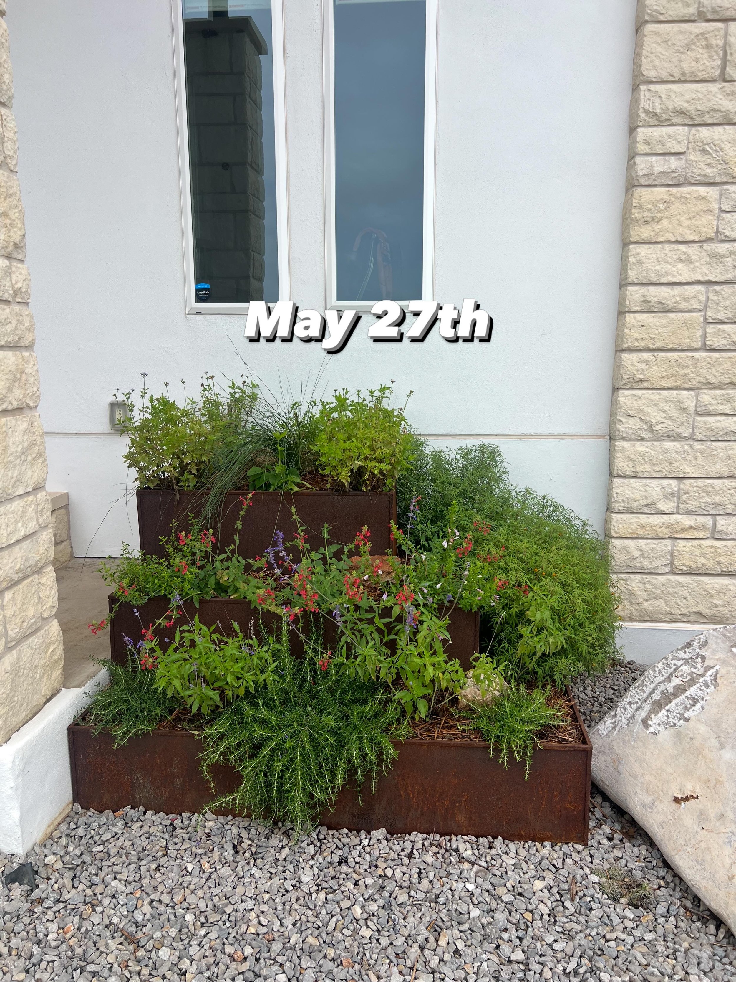 Planter Full of Native Texas Plants