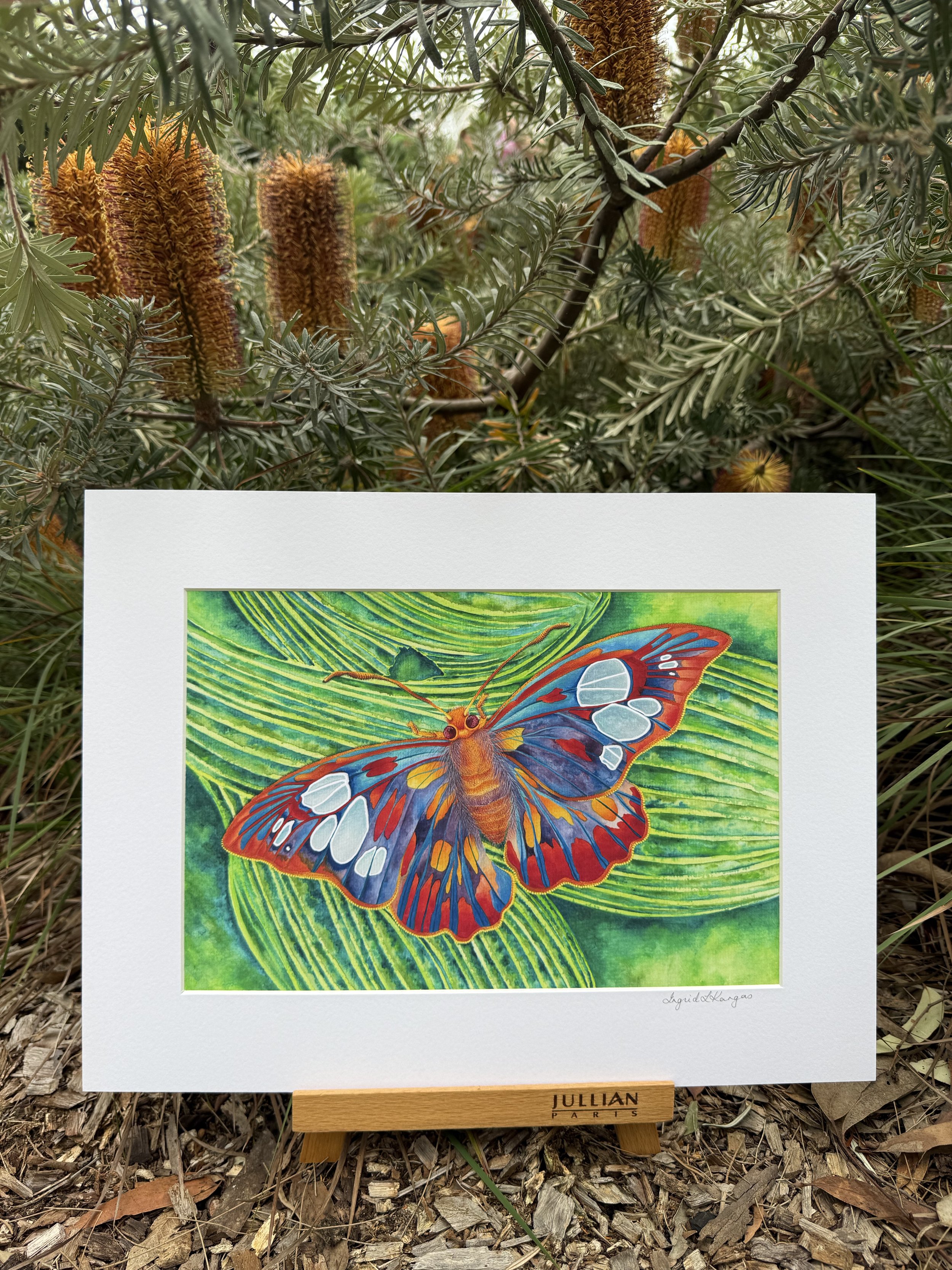 Red Eyed Flat Glowing Butterfly