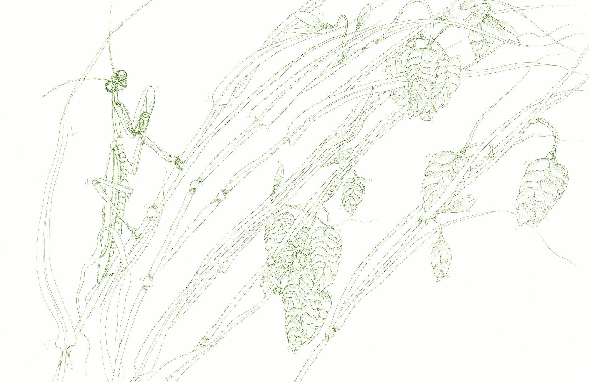 SPS-Card-Insects-010-front_Print.png