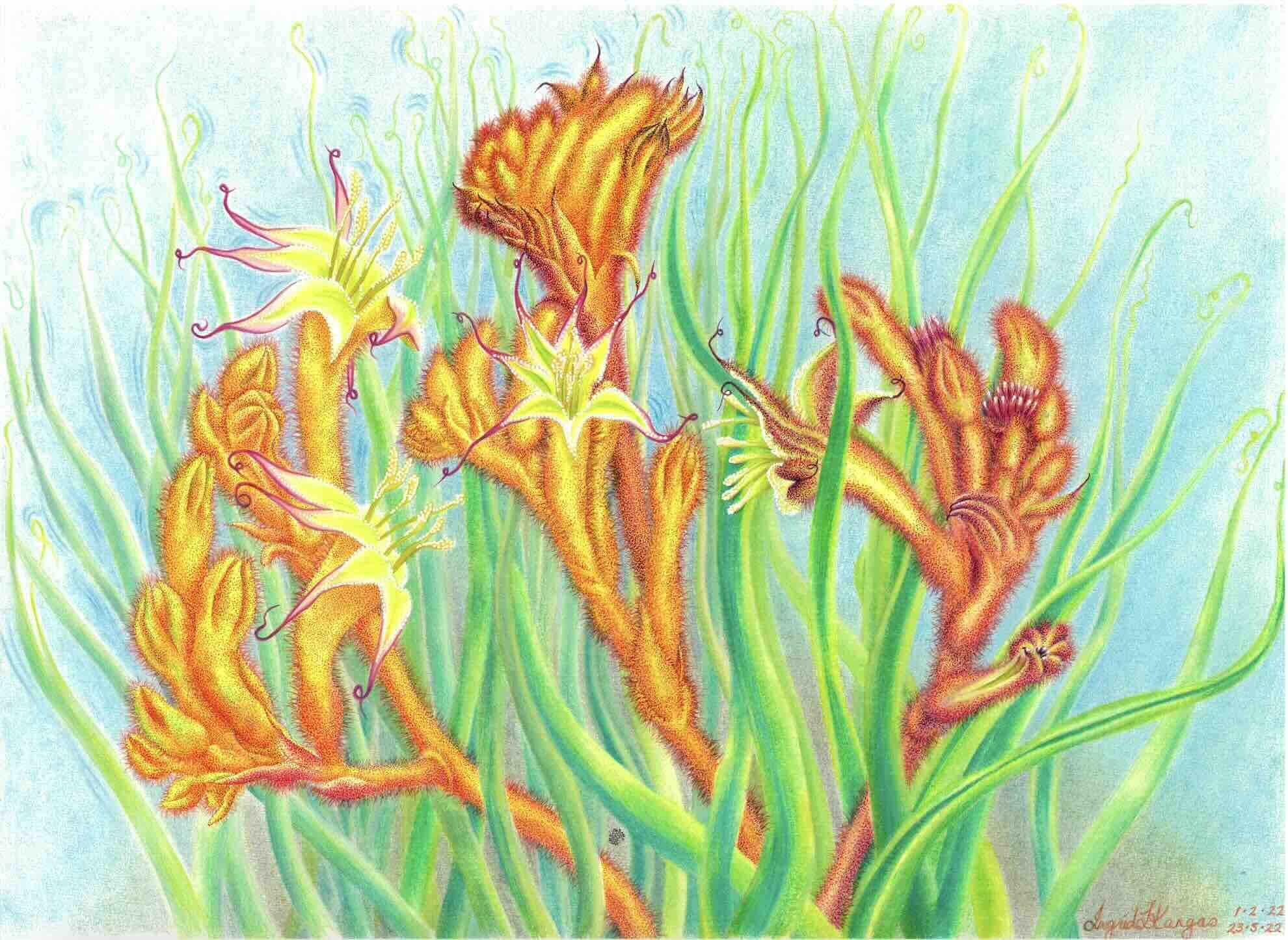 Plants-005_O-Cross-KangarooPaw_colour_thumbnail.jpeg
