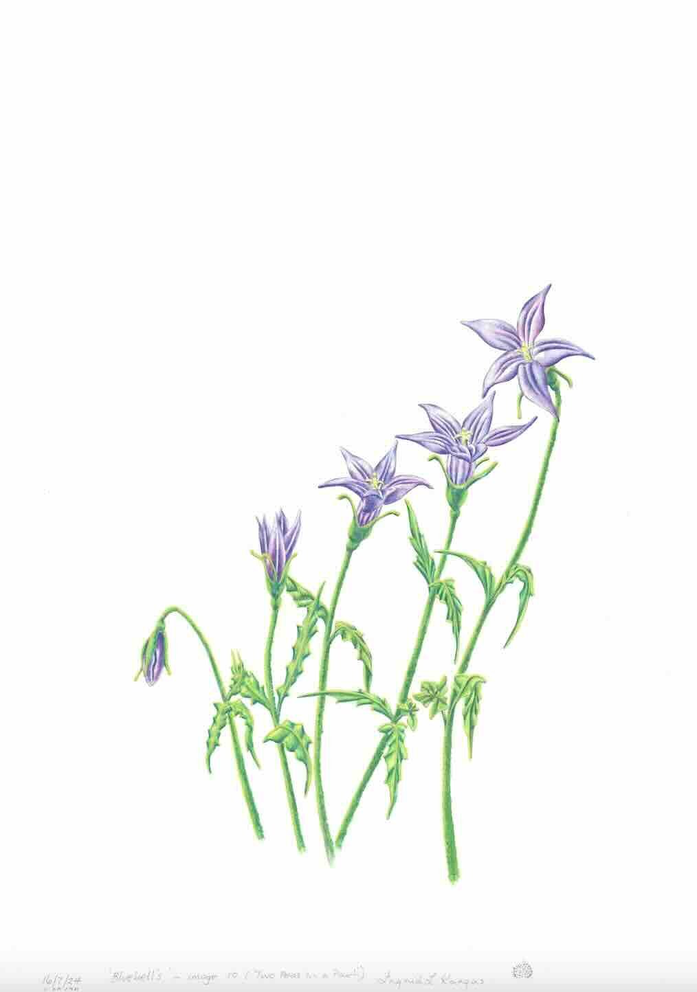 Plants-001_Bluebell_thumbnail.jpeg