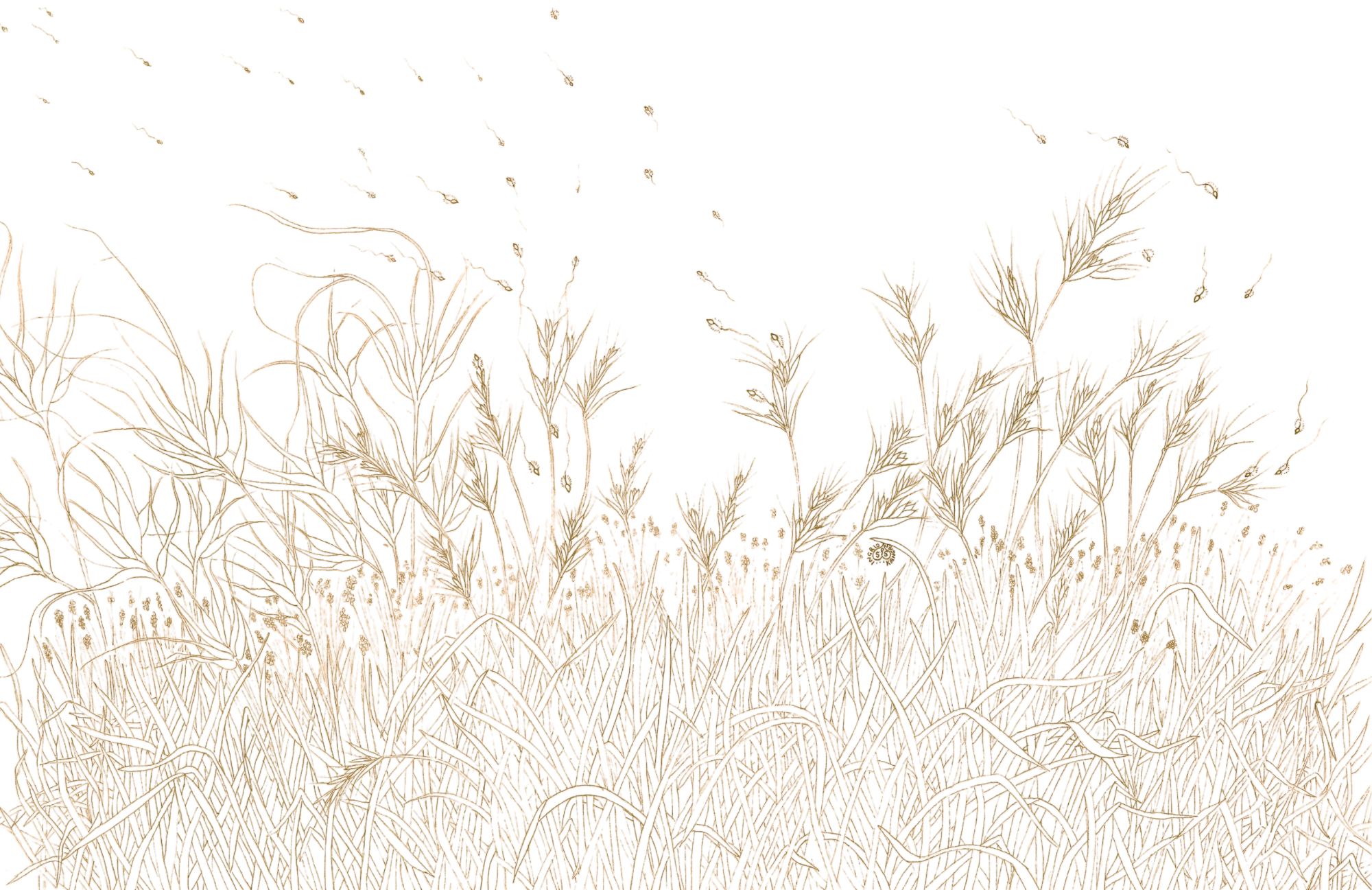 SPS-Card-Plants-004-Edit-front_Print.png