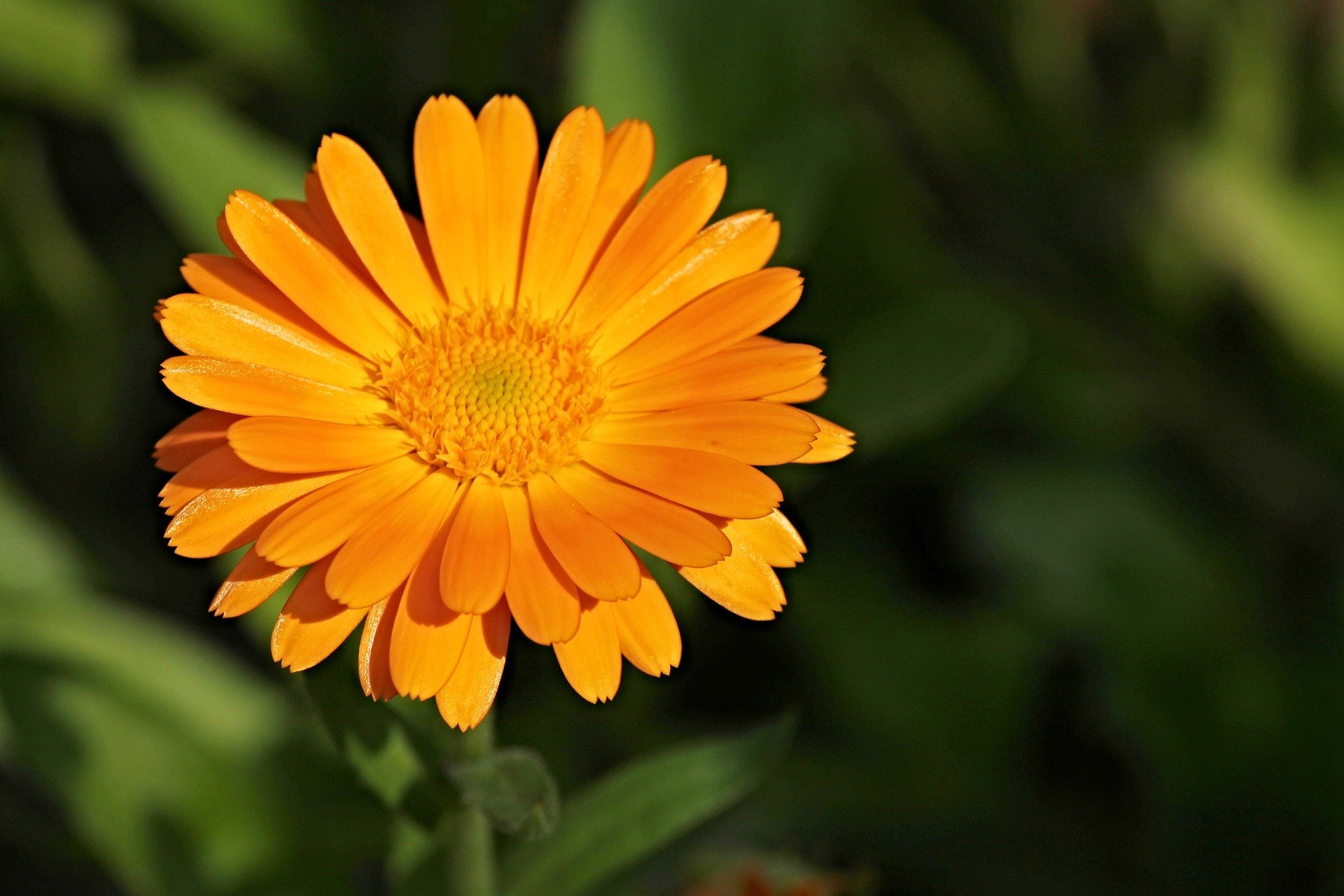 marigold-g2e56aafa0_1920.jpg