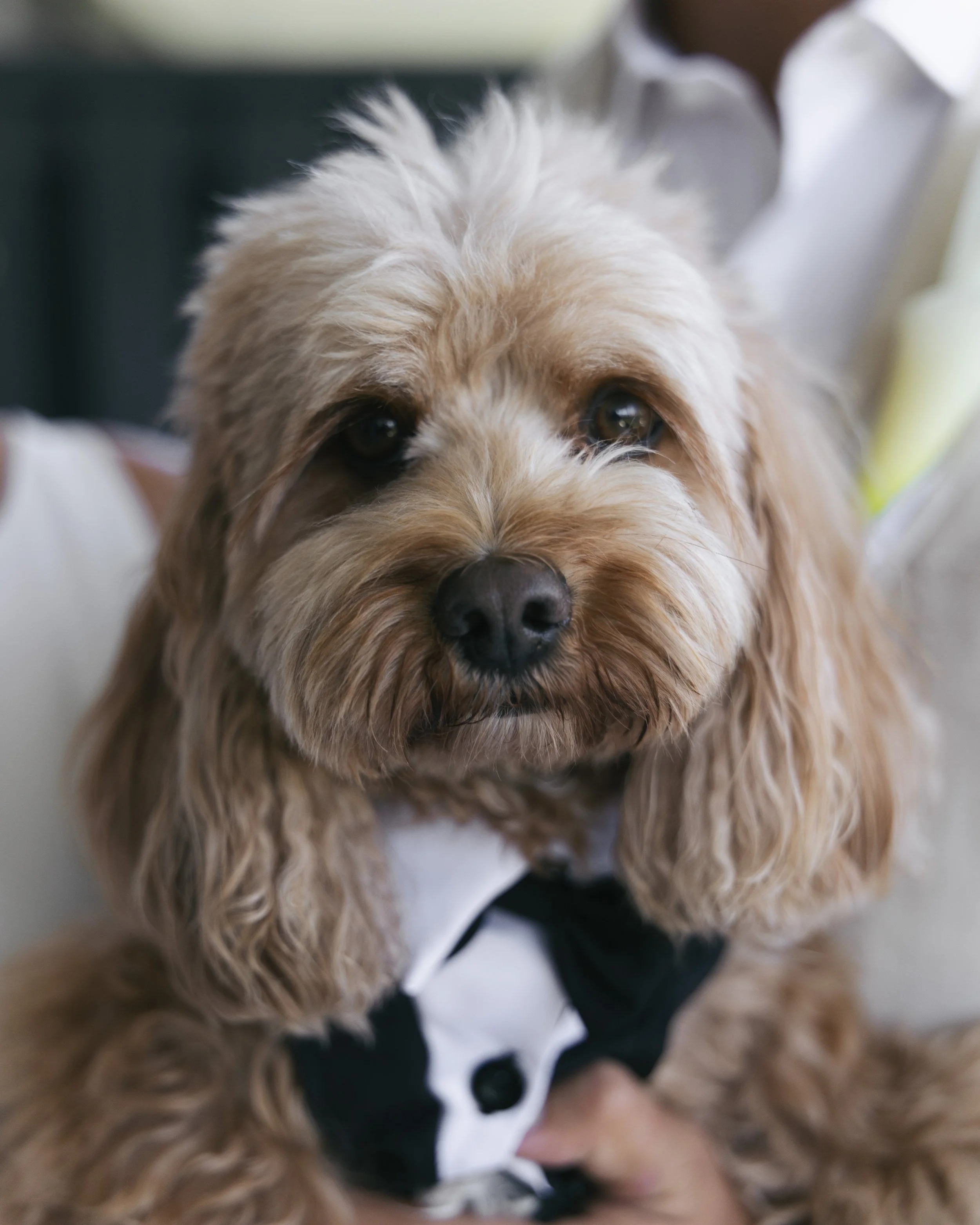 A cute, tan-colored dog with long, wavy fur wearing a tuxedo costume.