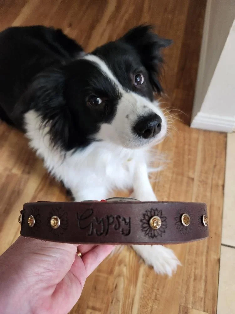 A black and white dog looking up at the camera while a hand holds a brown leather collar with gold studs and the word "gypsy" engraved on it in front of the dog.