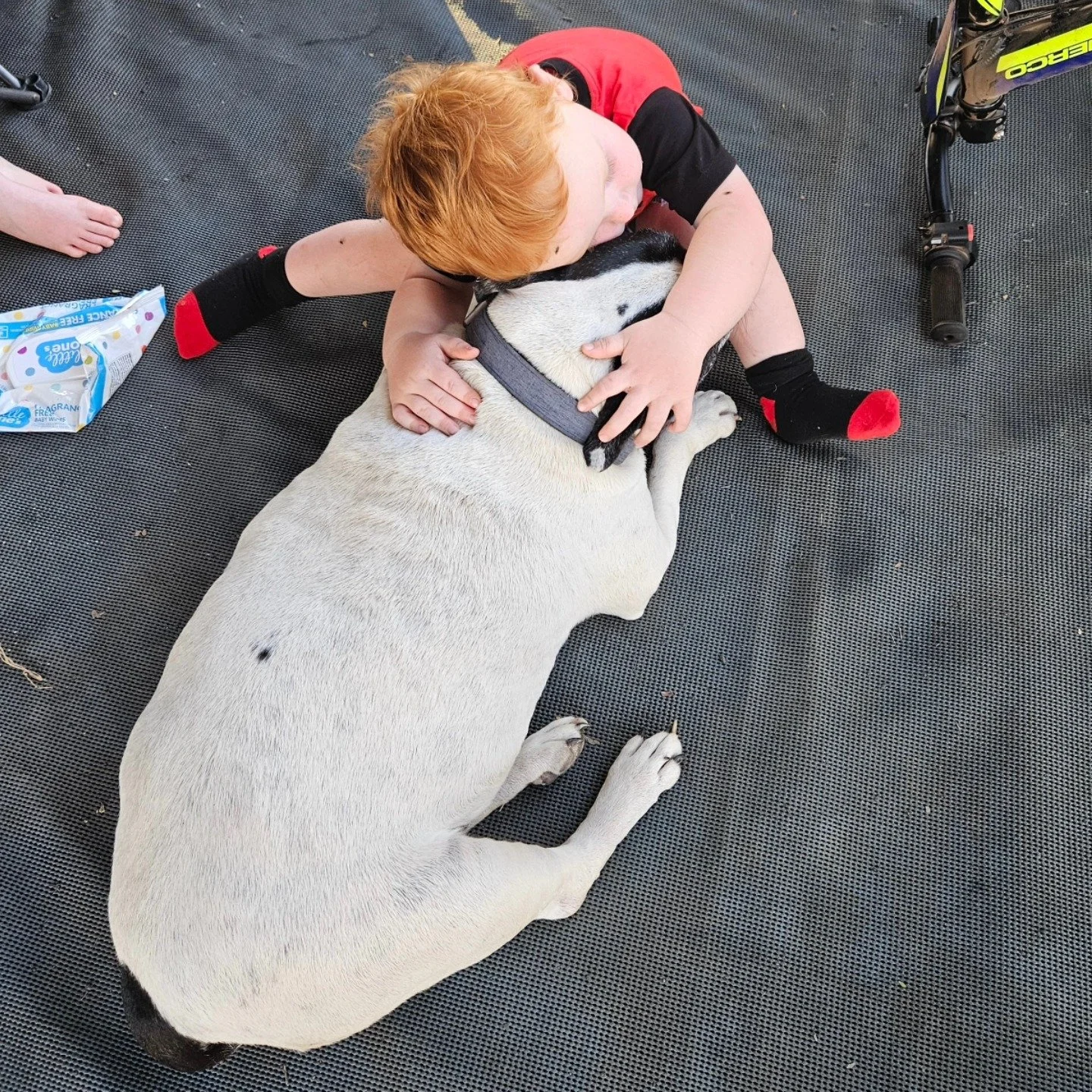 Child hugging his white English Staffy goodbye for the last time.