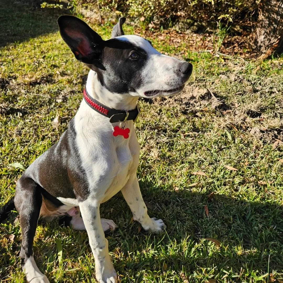 A black and white dog with large ears sitting on grass in sunlight, wearing a red braided leather embellished collar with a red bone-shaped tag.