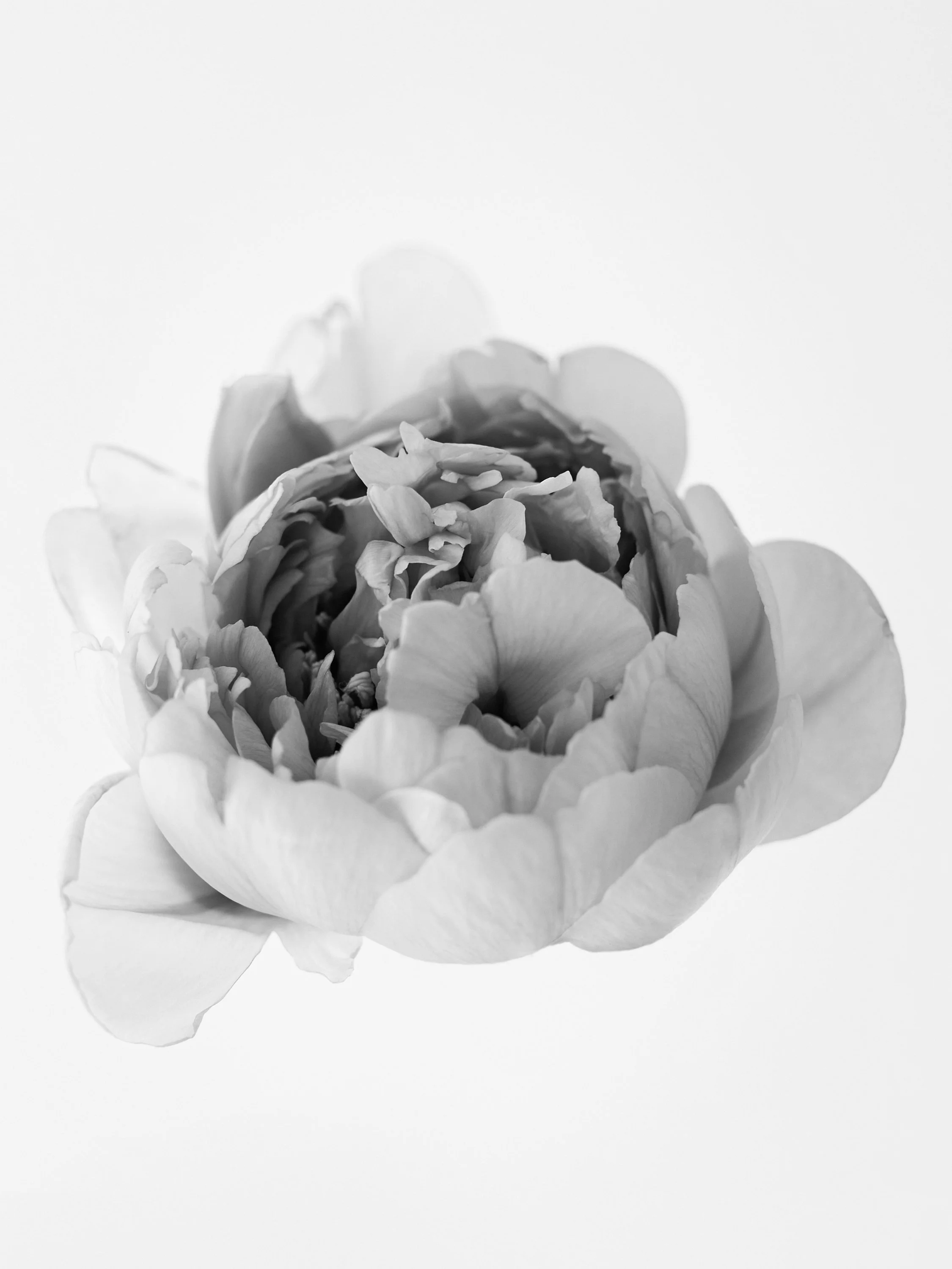 FIORE 2.jpg