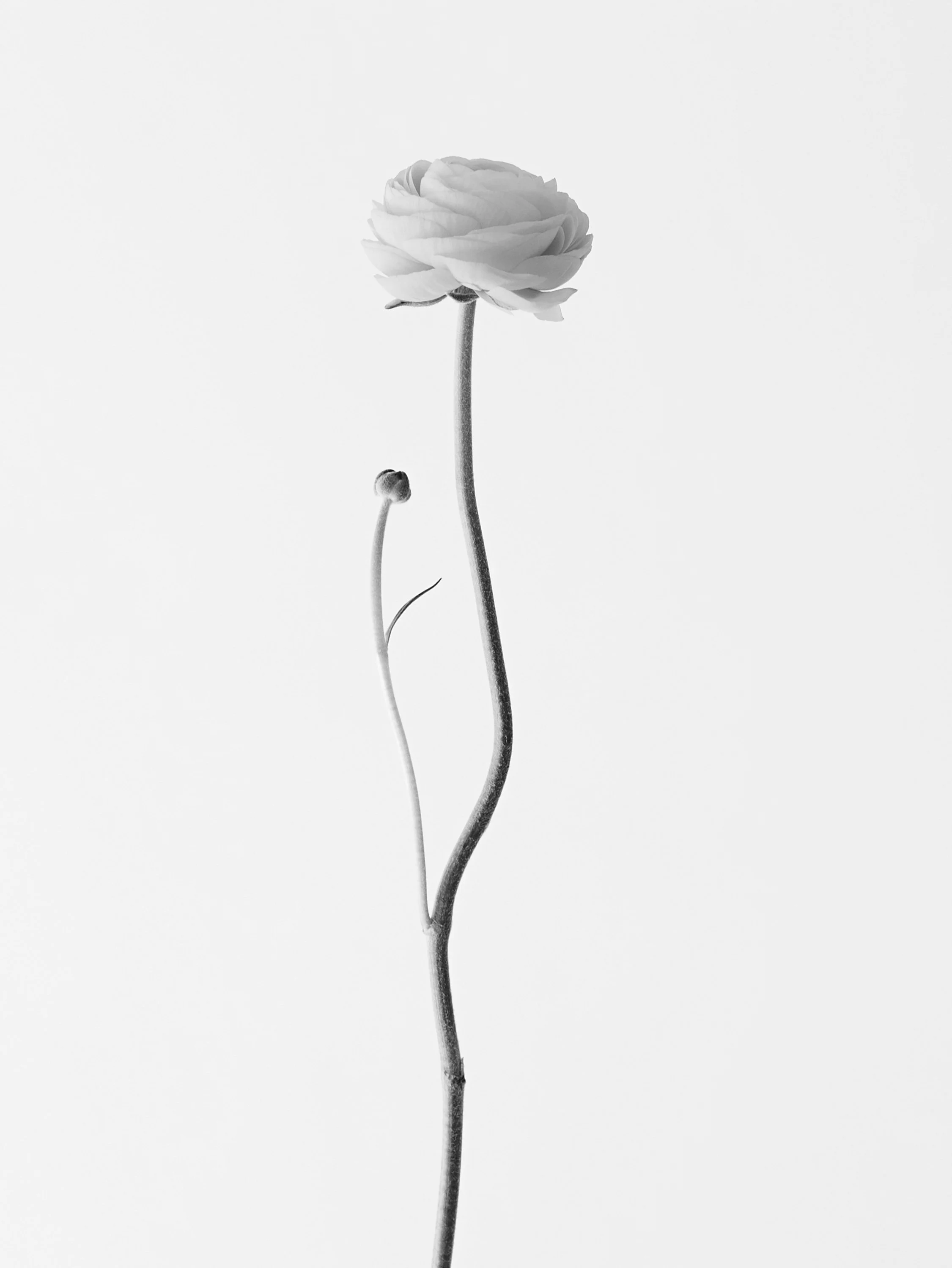 FIORE.jpg