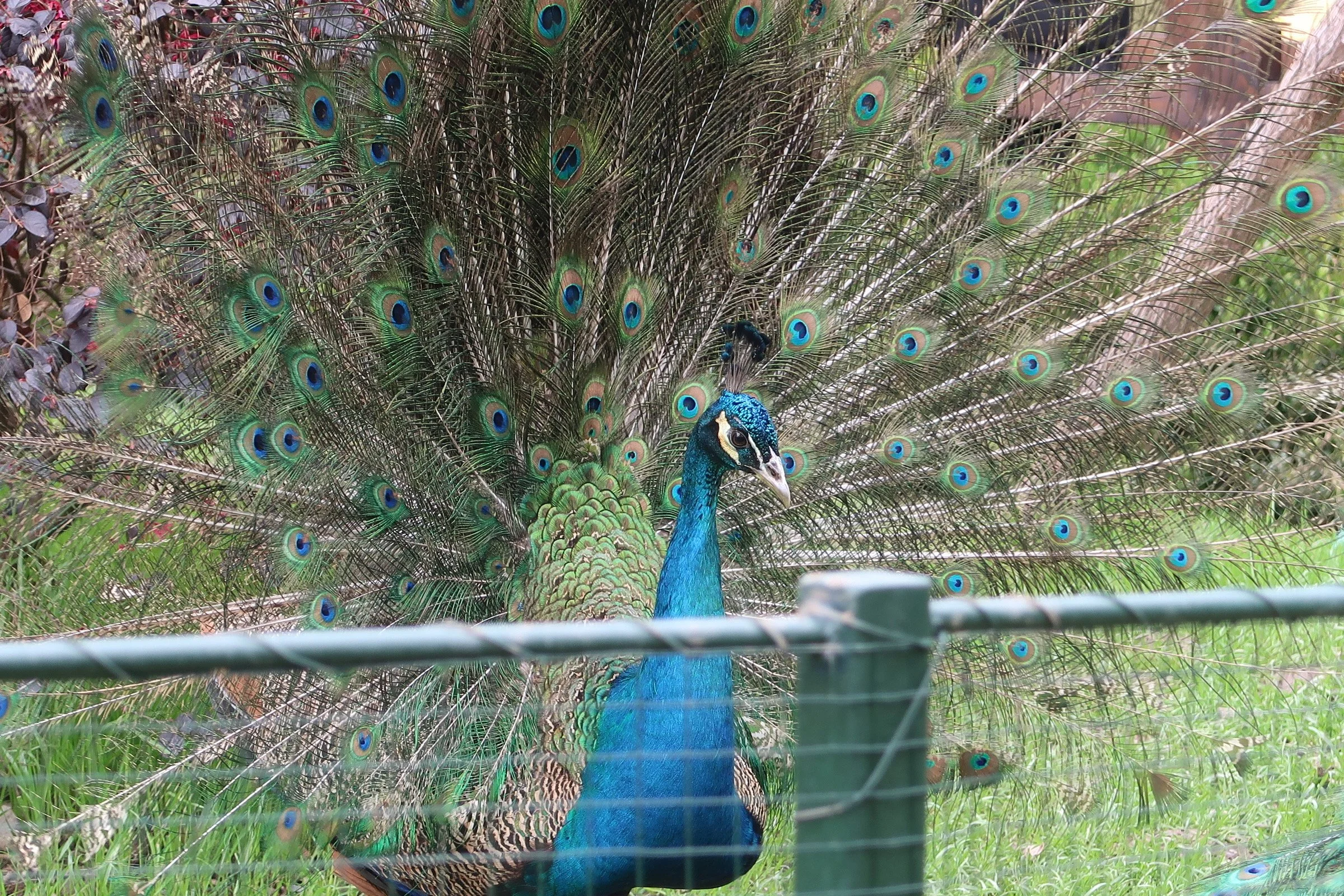 IMG_2901.jpeg