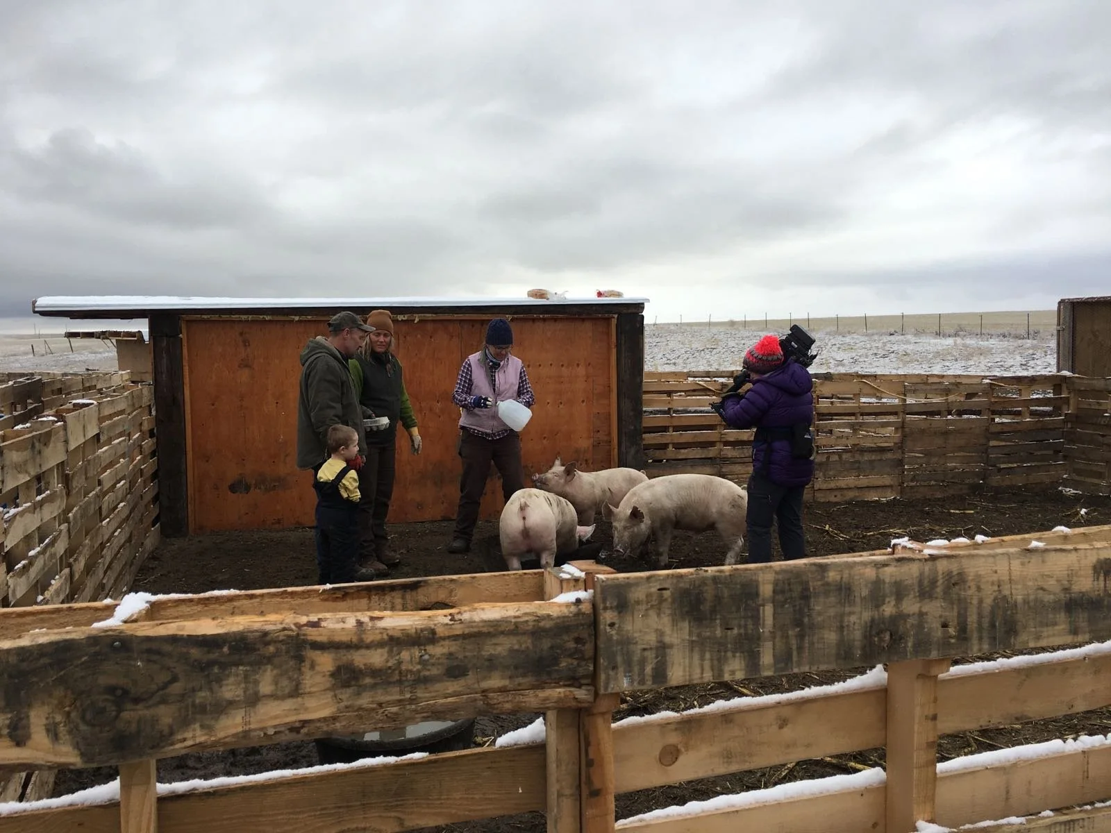 People inside a pig enclosure observing and interacting with five pigs on a farm during cloudy weather.
