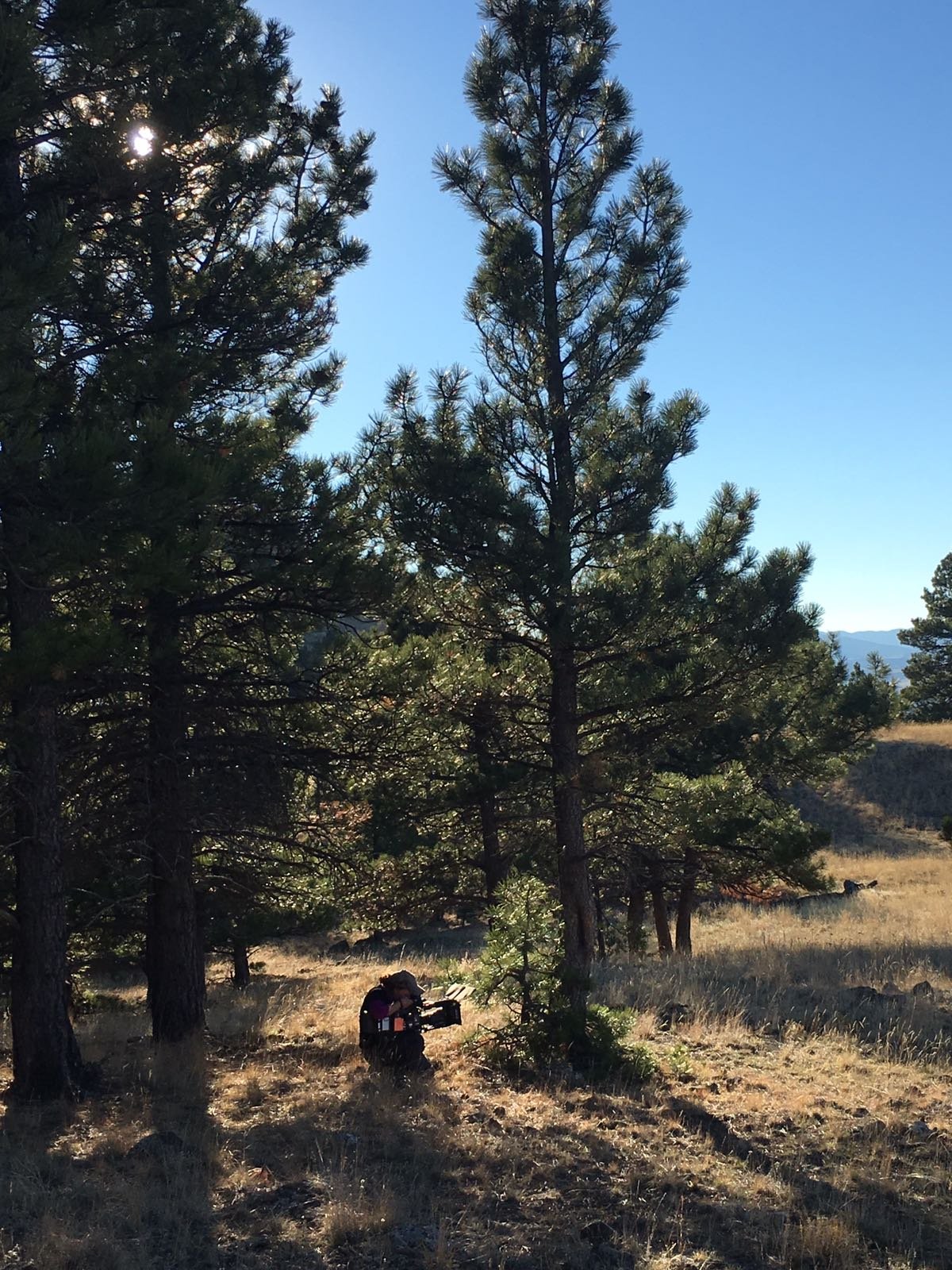 A person kneeling on the ground next to a small pine tree, holding a camera, in a sunlit forested area with tall pine trees and a clear blue sky.
