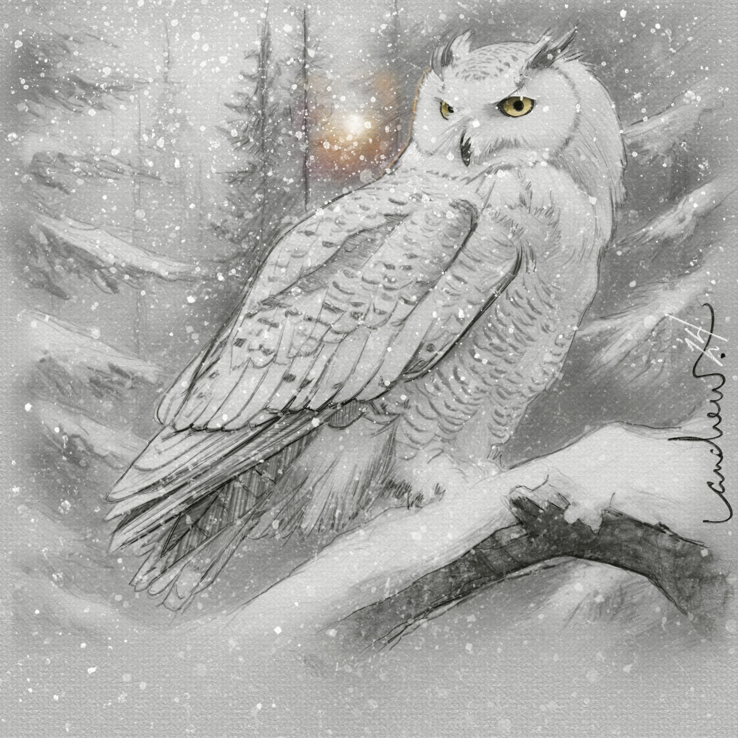 Snowy_Owl jpg.jpg