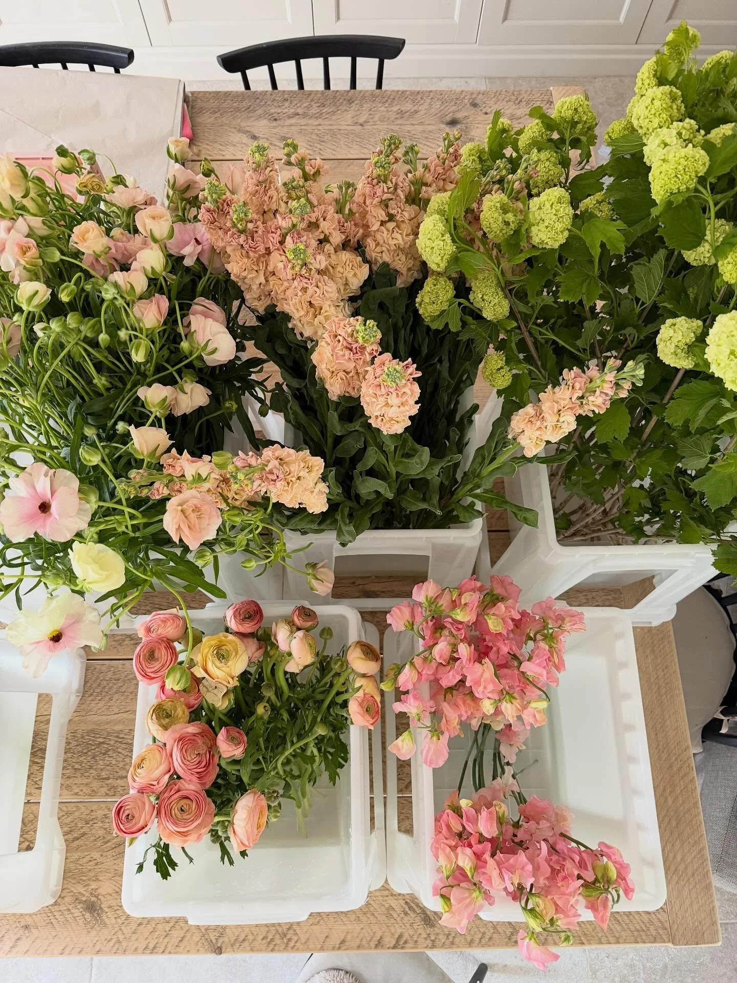 Prepping for a gorgeous shoot&hellip;.and dreaming of Rhubarb and Custard for my brekkie! This Butterfly Ranunculus is so beautiful 💕🤍