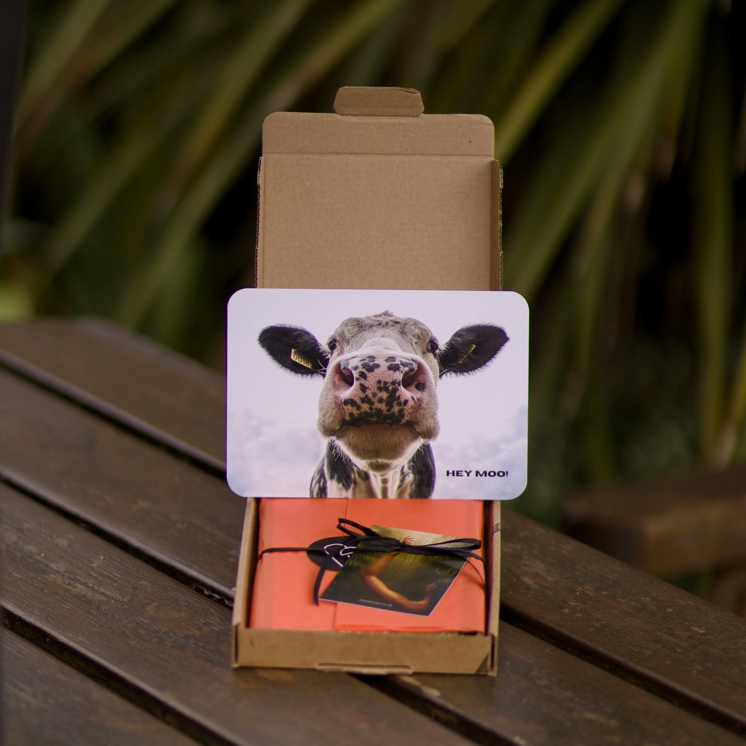 HEY MOO - 1.jpeg