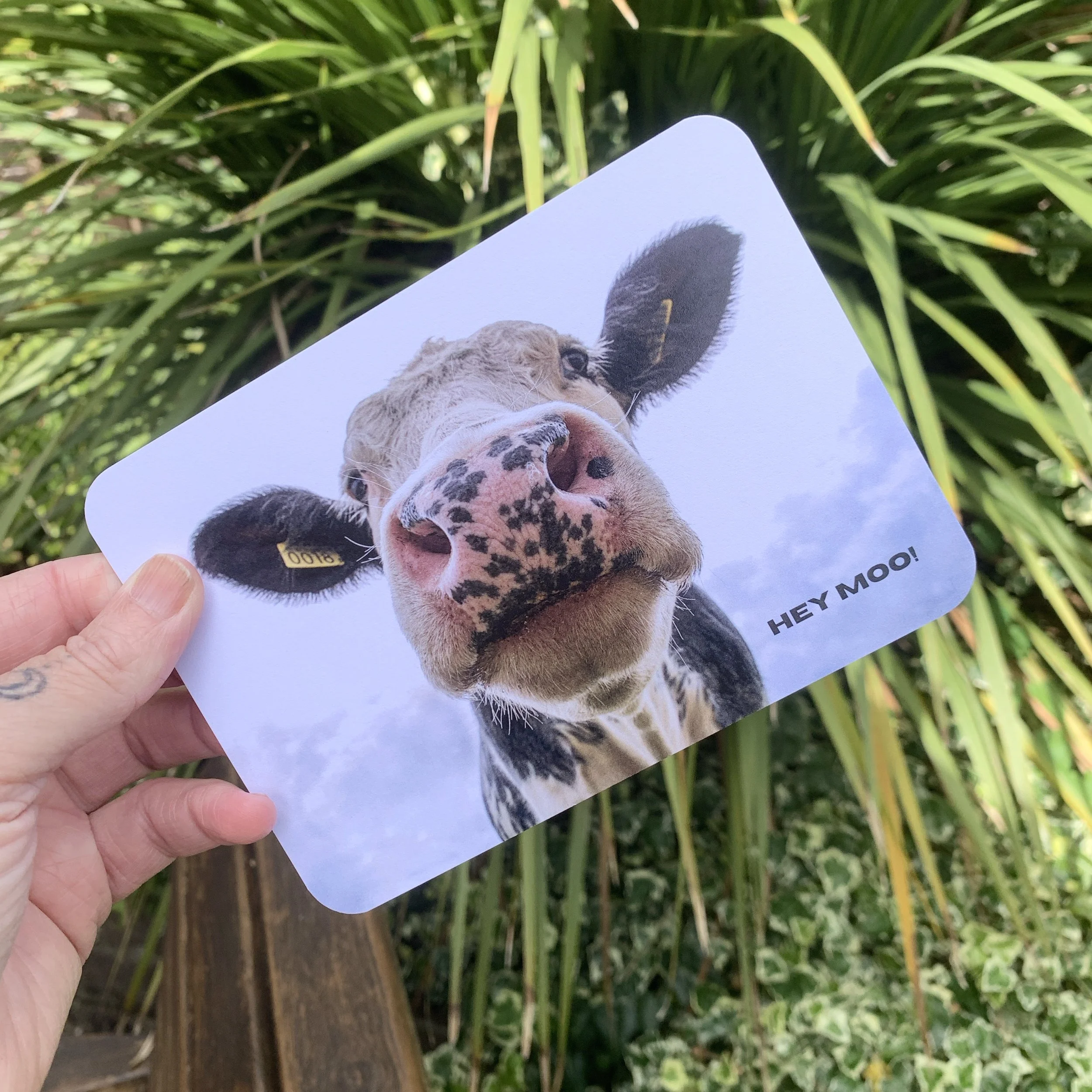 HEY MOO - 3.jpeg