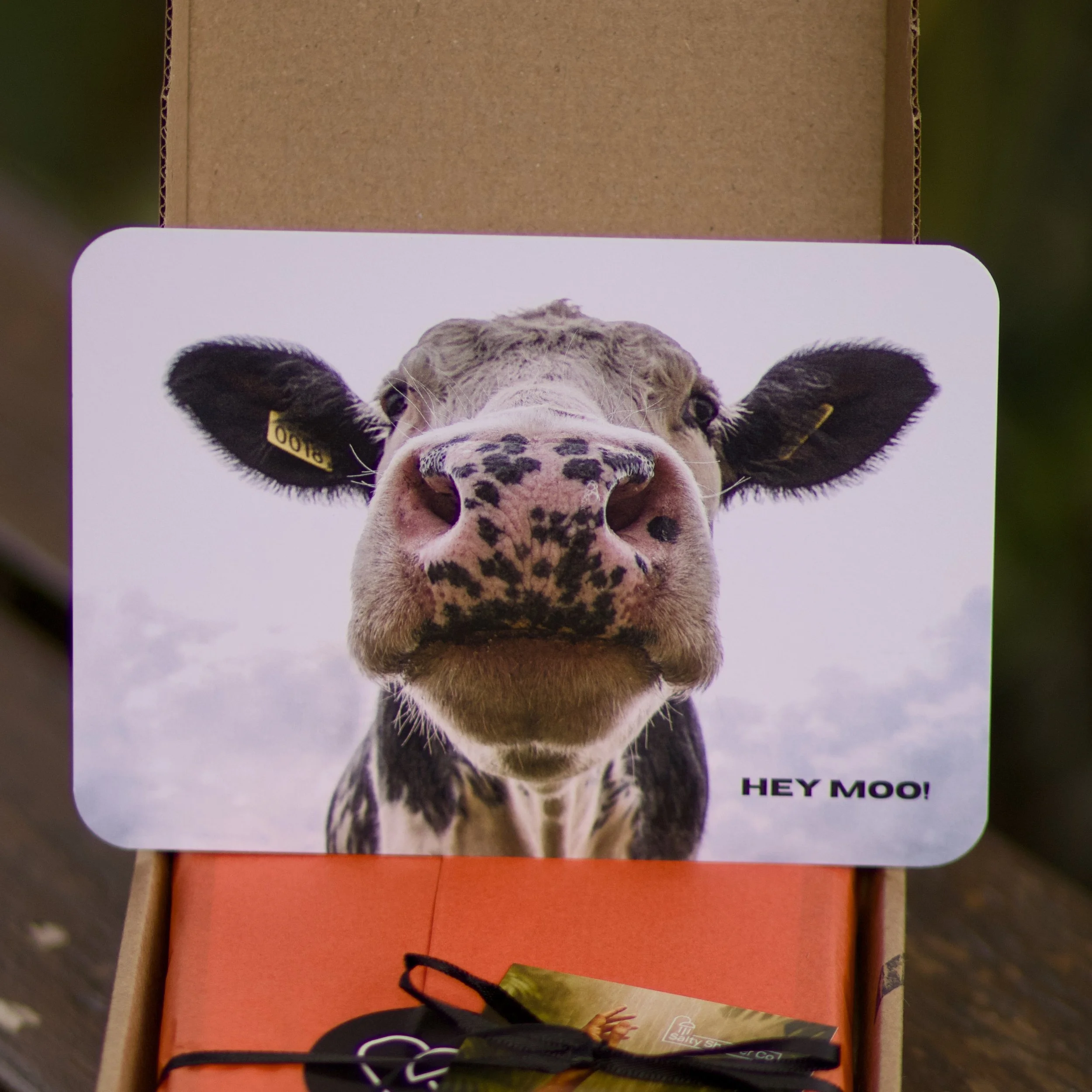 HEY MOO - 2.jpeg
