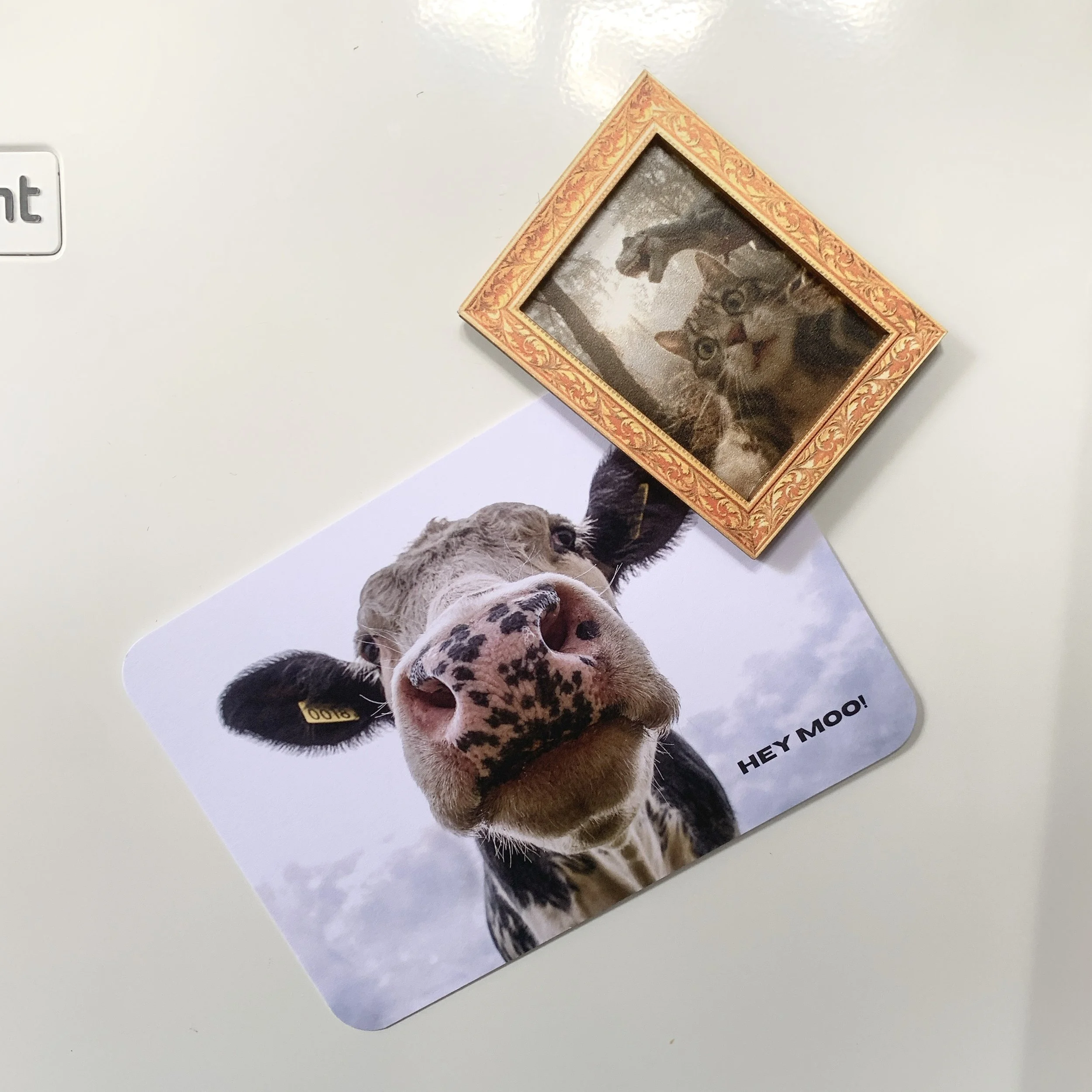 HEY MOO - 4.jpeg