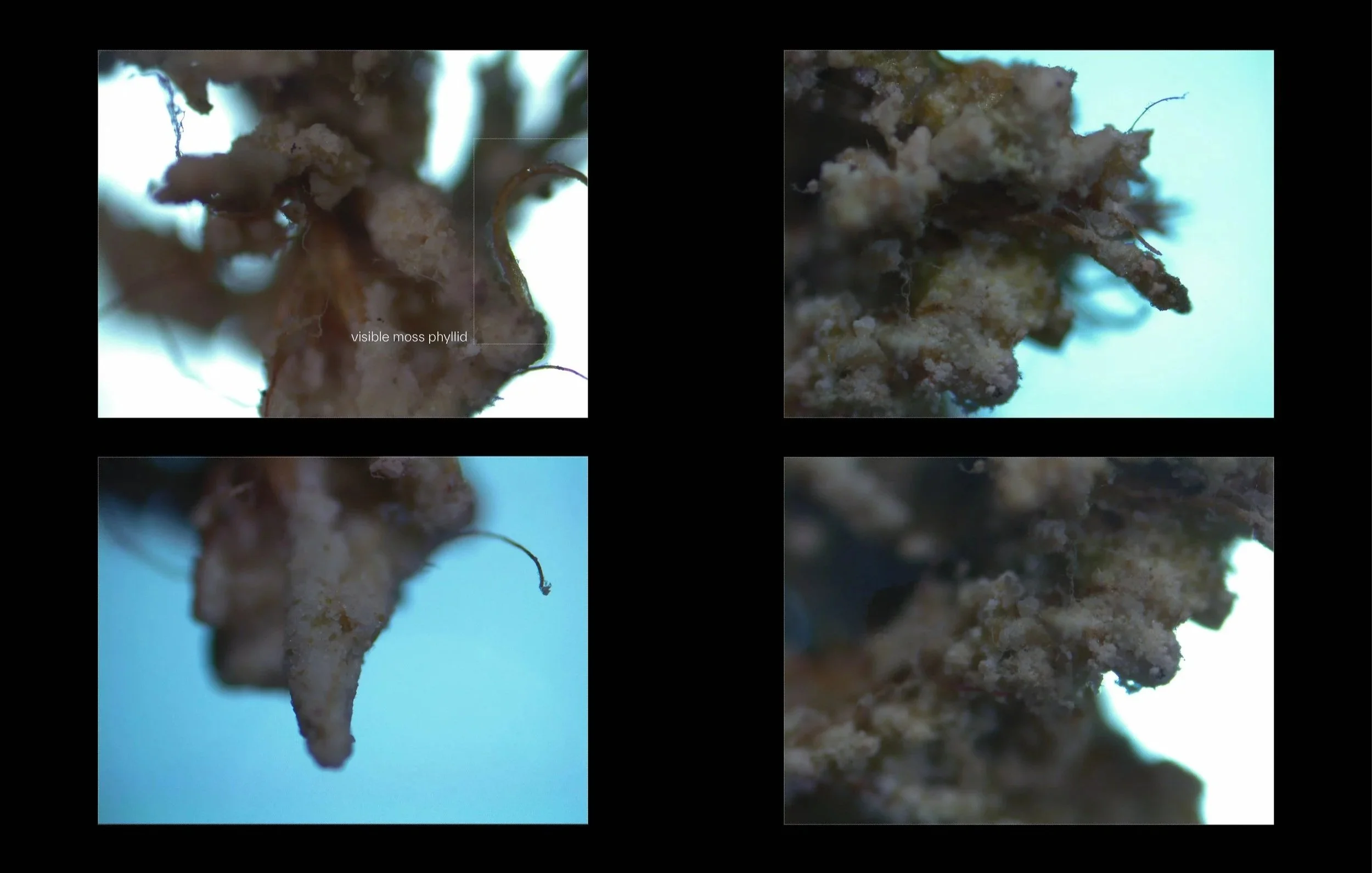 Light microscope images of moss-tufa