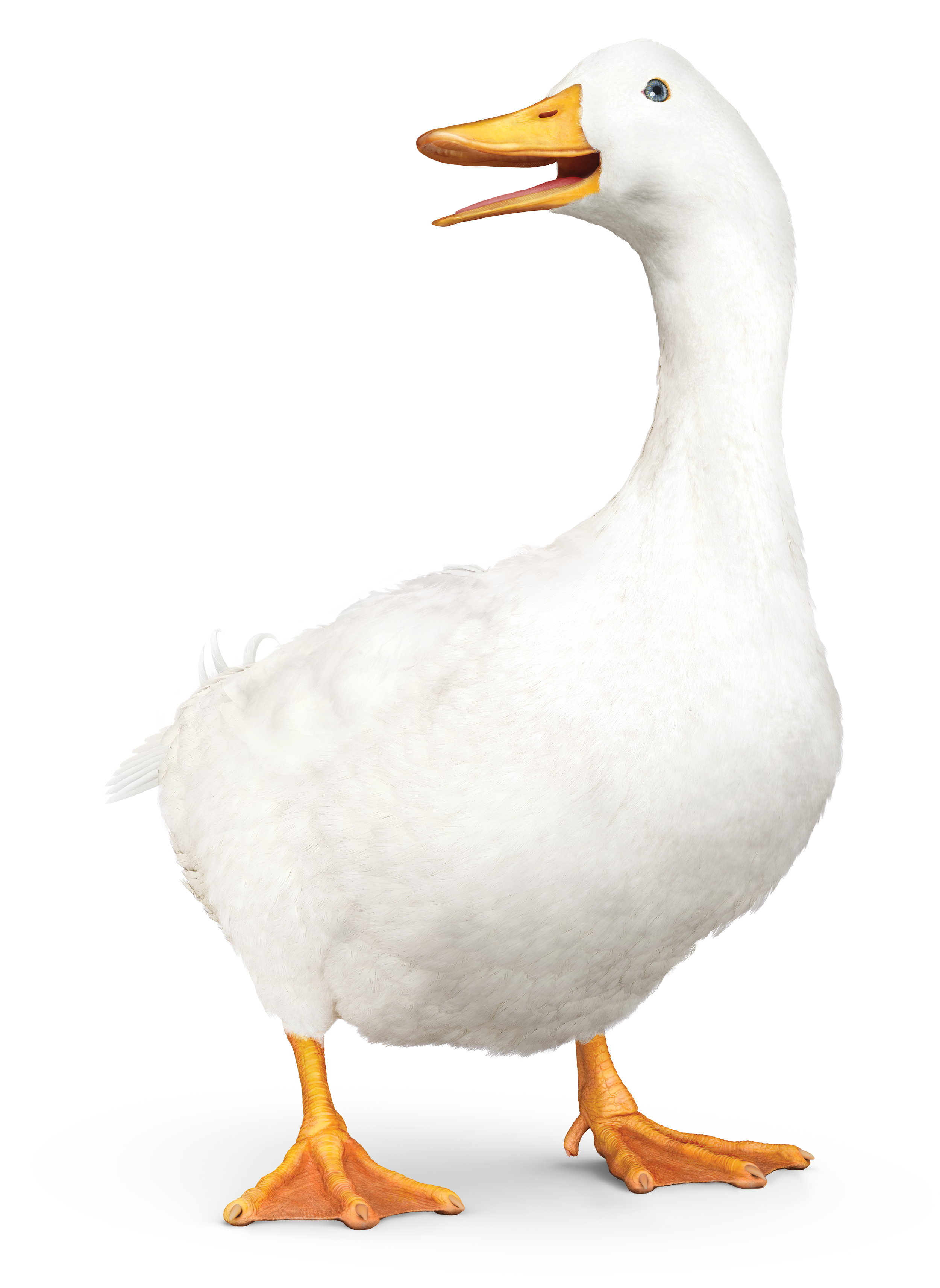 Aflac Northern Ireland