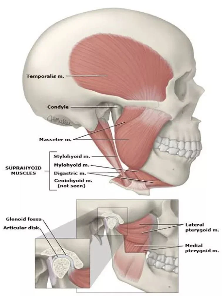 🦷 Understanding Jaw Pain: What Is TMJ and How Can Physio Help?