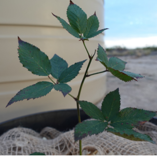 How to Grow Thornless Blackberries from Cuttings: Apache Variety Desert Guide