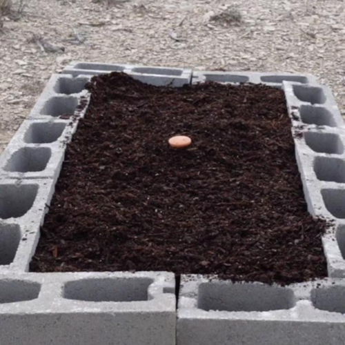 How to Build a Raised Bed for Peas and Carrots with Cold Frame: Desert Winter Garden Guide