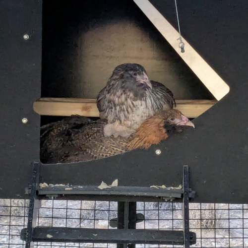 Introducing Our New Chickens