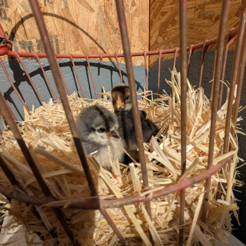 Raising Chicks Is Not for The Faint at Heart