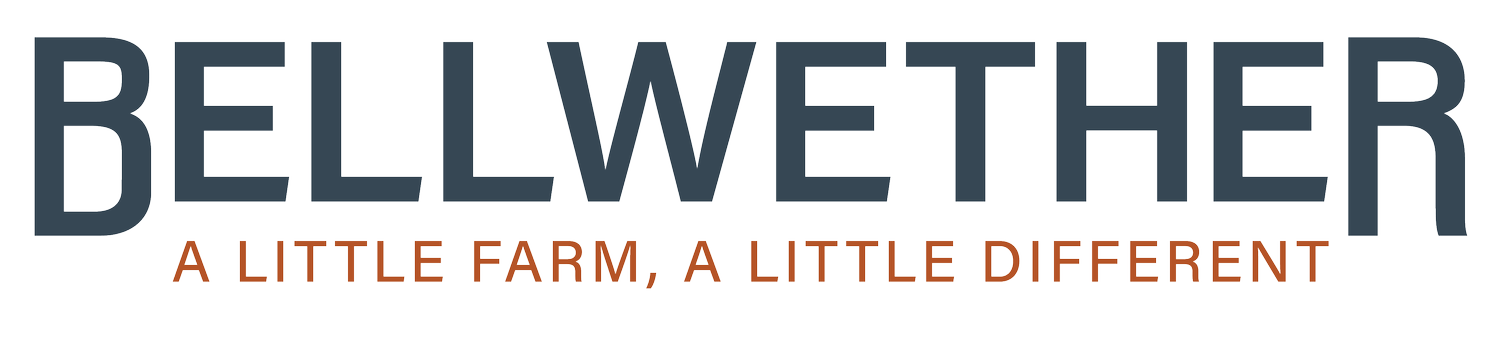 Bellwether - A Little Farm, A Little Different