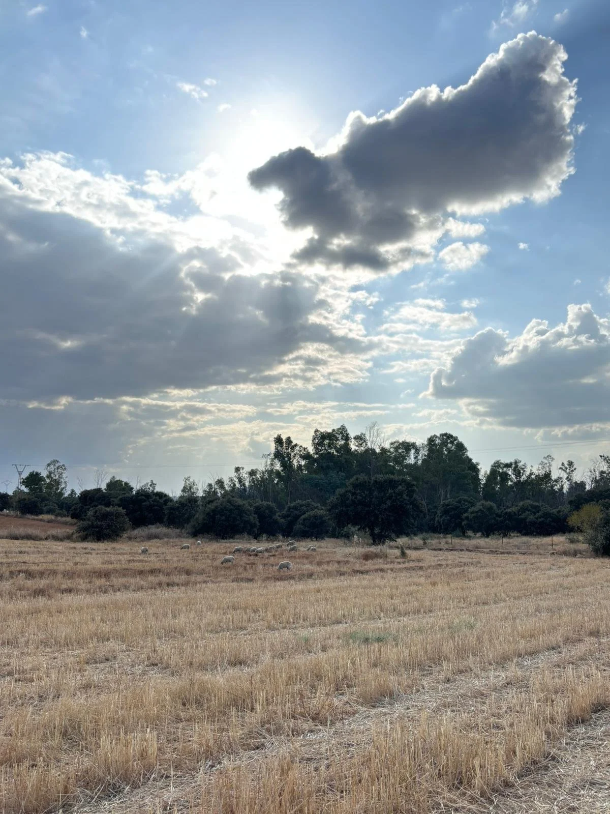 Photo from Irene.jpg