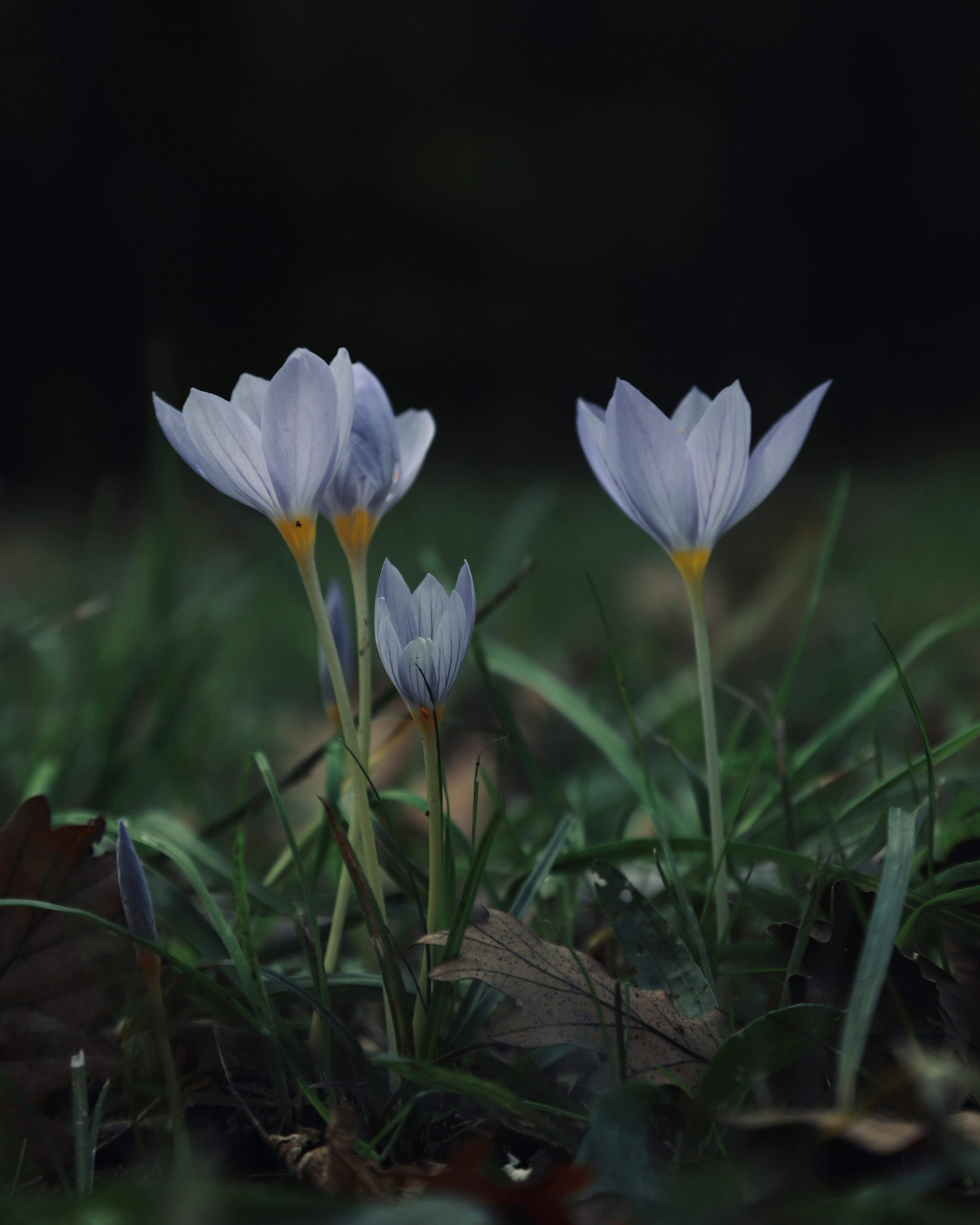 Guided Meditation for the New Worm Moon