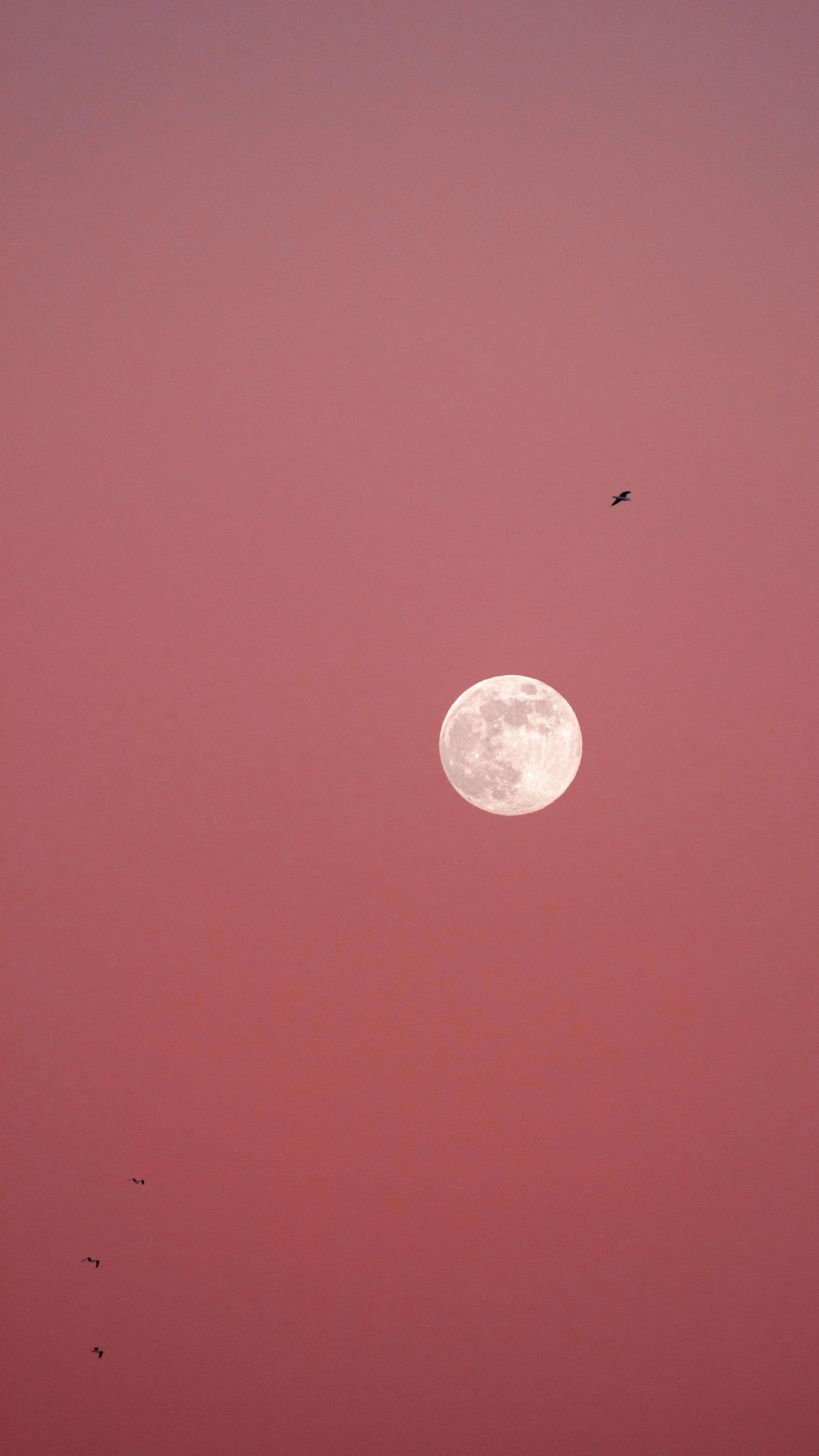 Craft a Flower Pot to Celebrate Spring on the Full Pink Moon