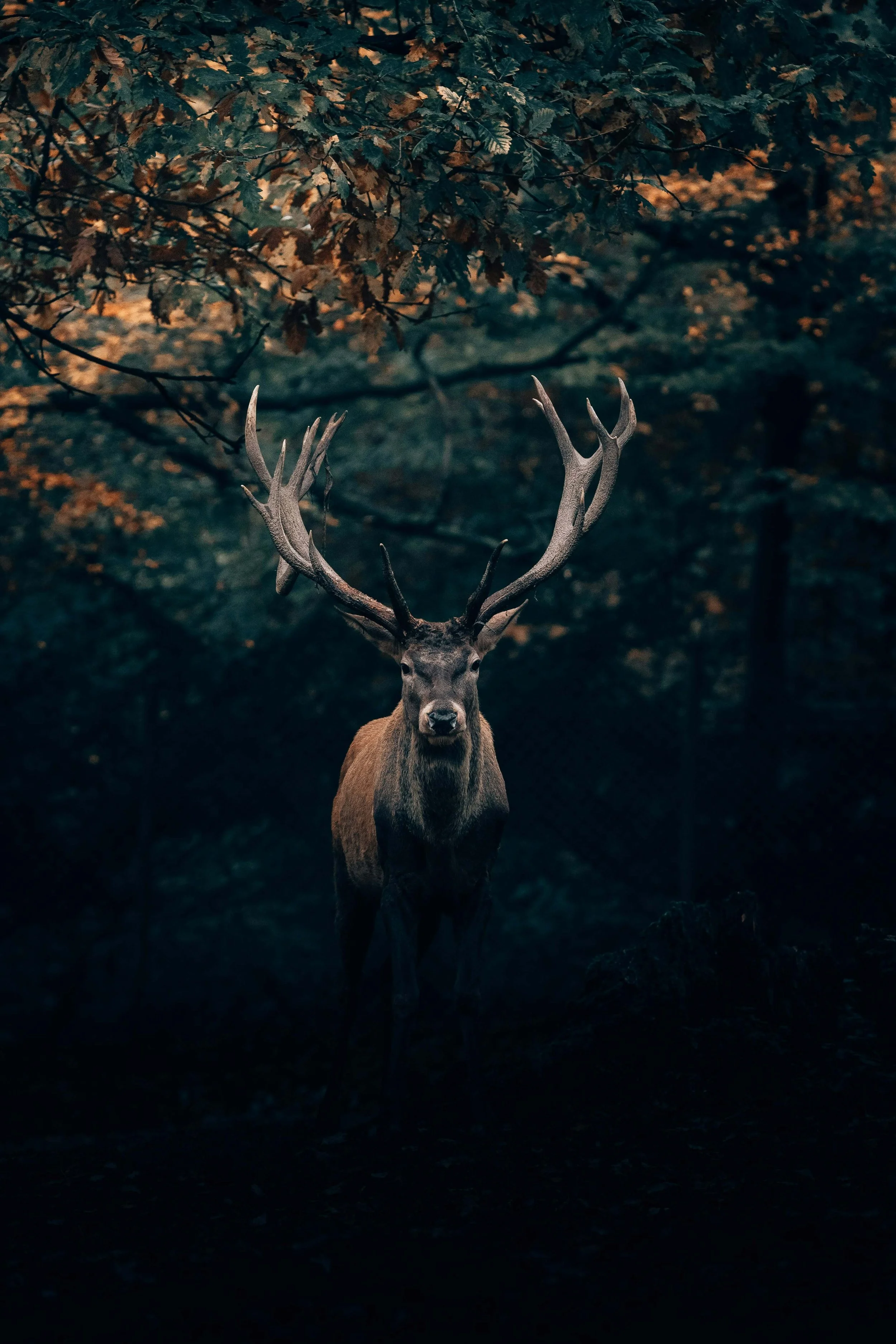 Give Yourself Some Love on the New Buck Moon