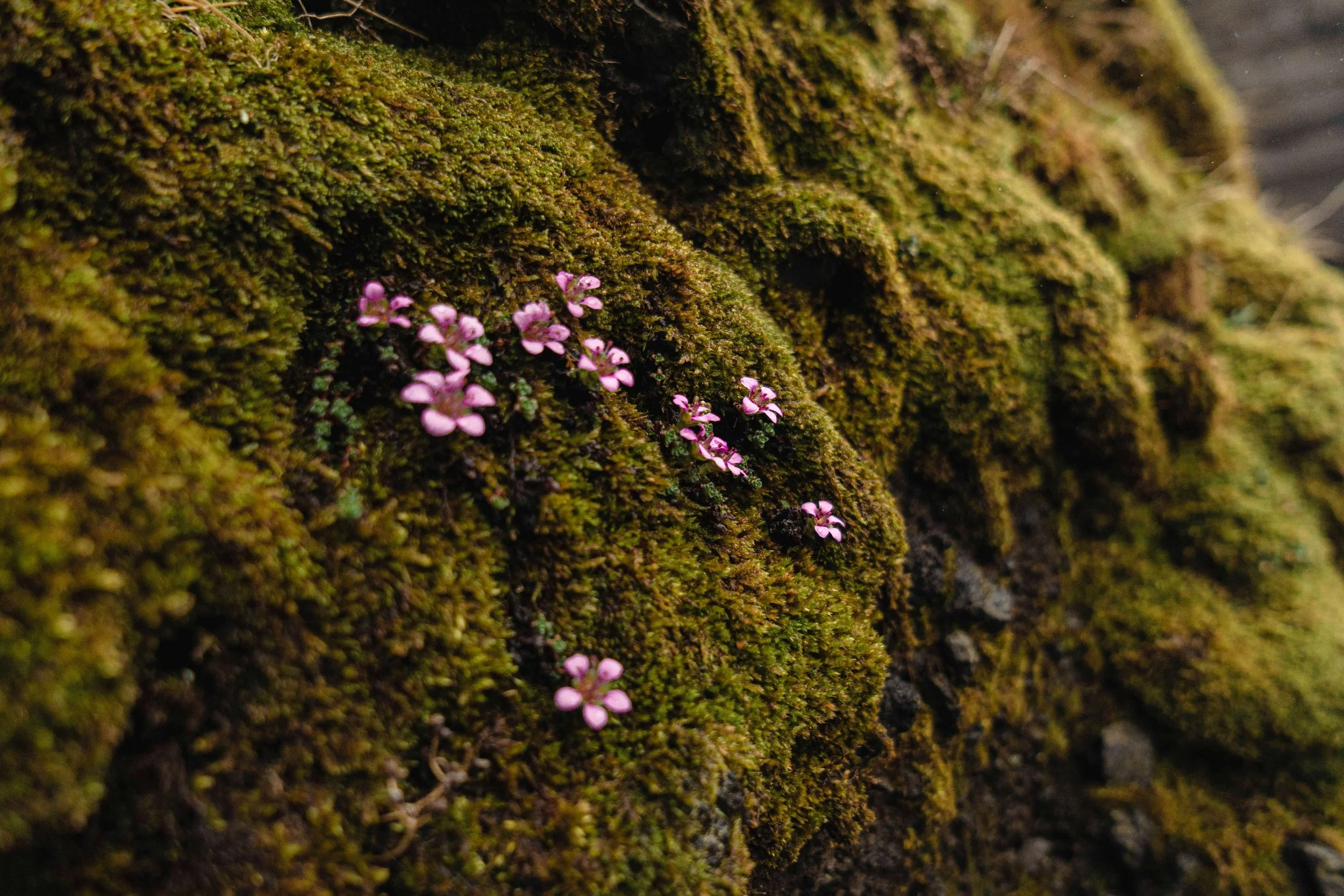 Tiny pink flowers bloom among thick green moss covering a rugged tree trunk.