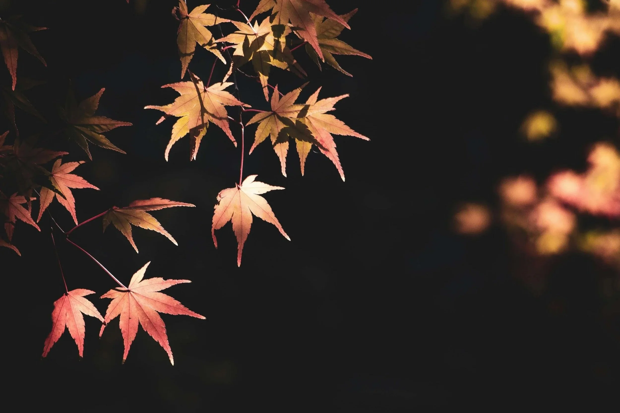 Golden-orange and reddish autumn maple leaves hang against a dark, softly blurred background.