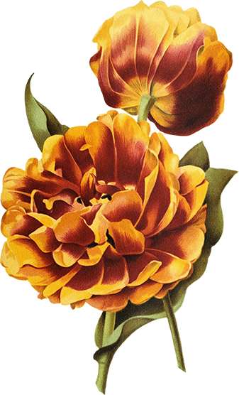 Red and yellow blossom graphic with green stems and leaves