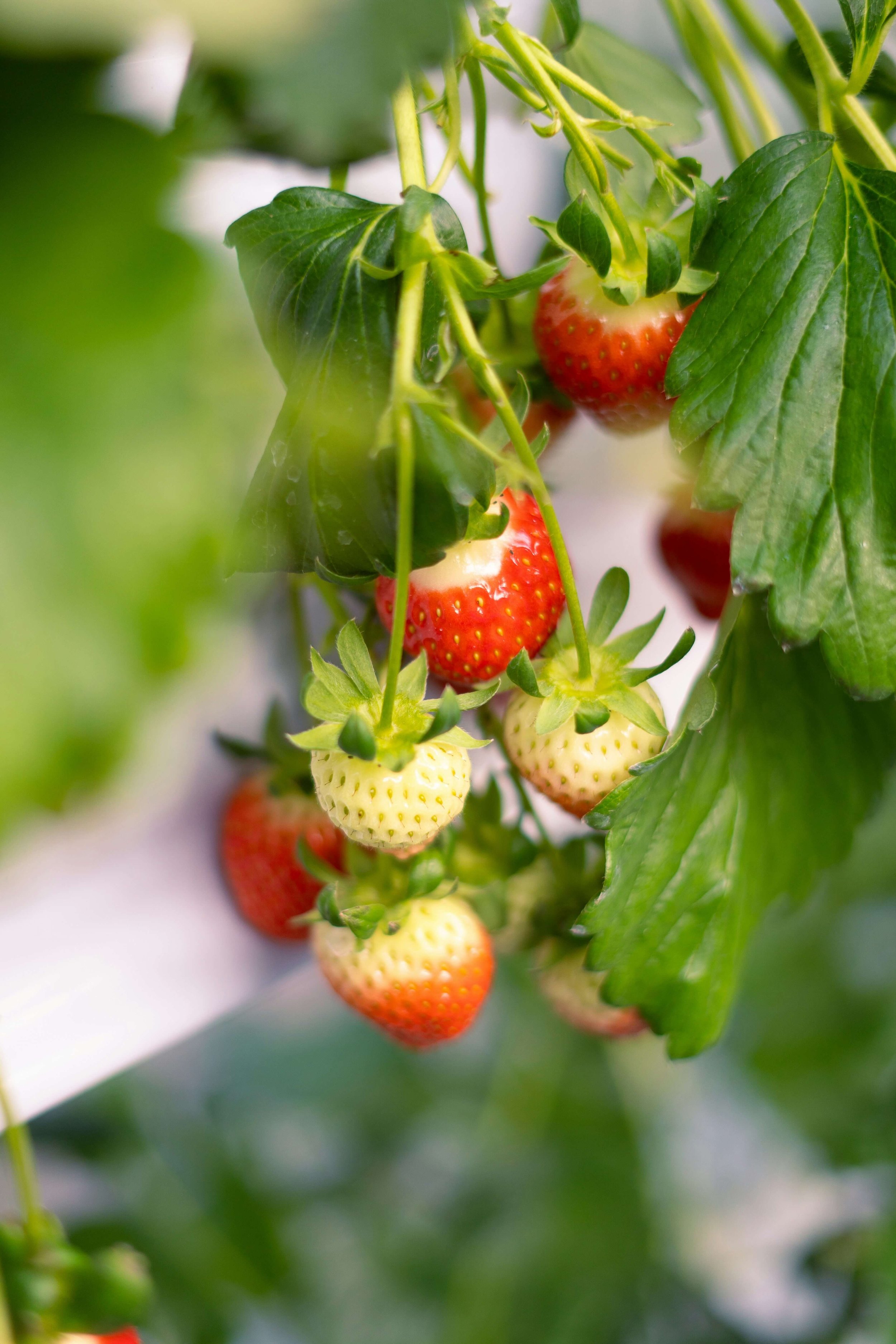 Guided Visualization for the New Strawberry Moon