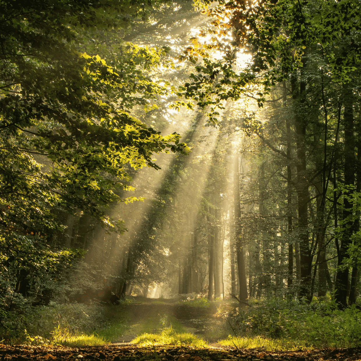 Golden sunlight streams through the leafy canopy of a lush green forest, illuminating a woodland path beneath the trees.