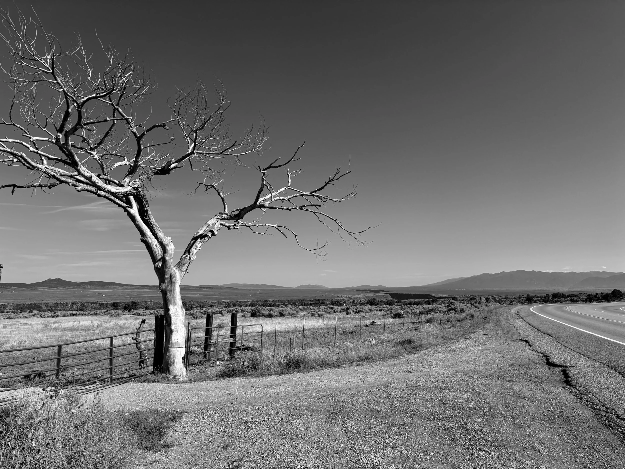 the tree, taos.jpeg