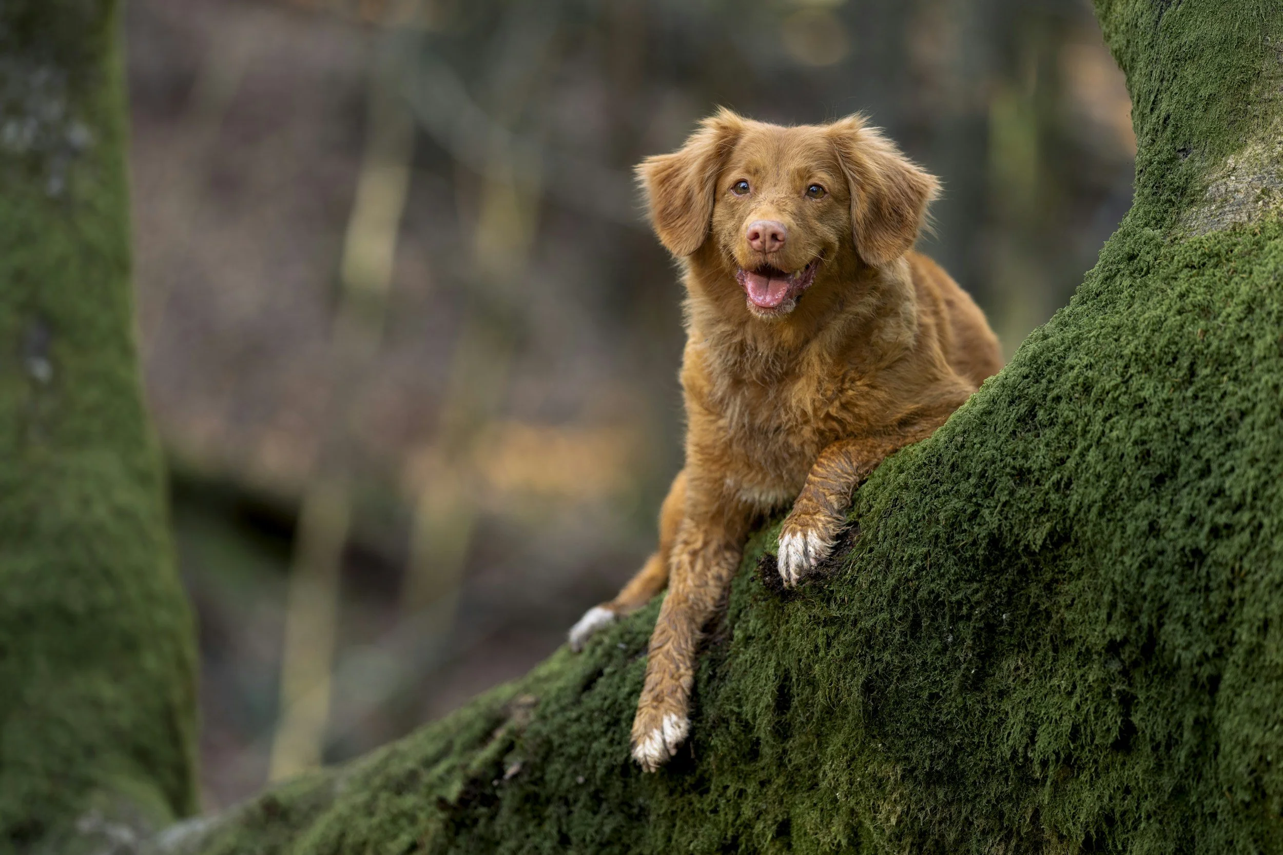 Hund anschaffen – Gründe, Verantwortung und wie du ihm ein gutes Leben gibst